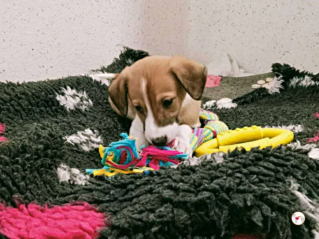 sheldon grey cucciolo adozione 5