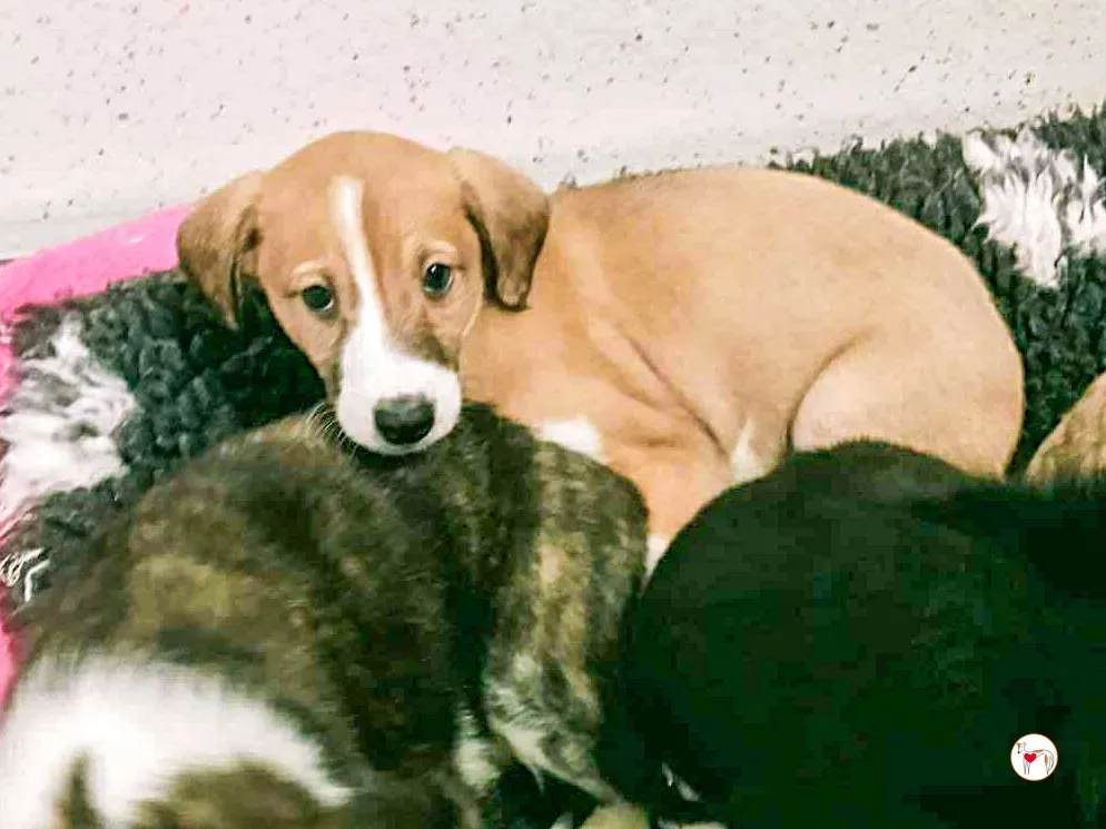 sheldon grey cucciolo adozione 6