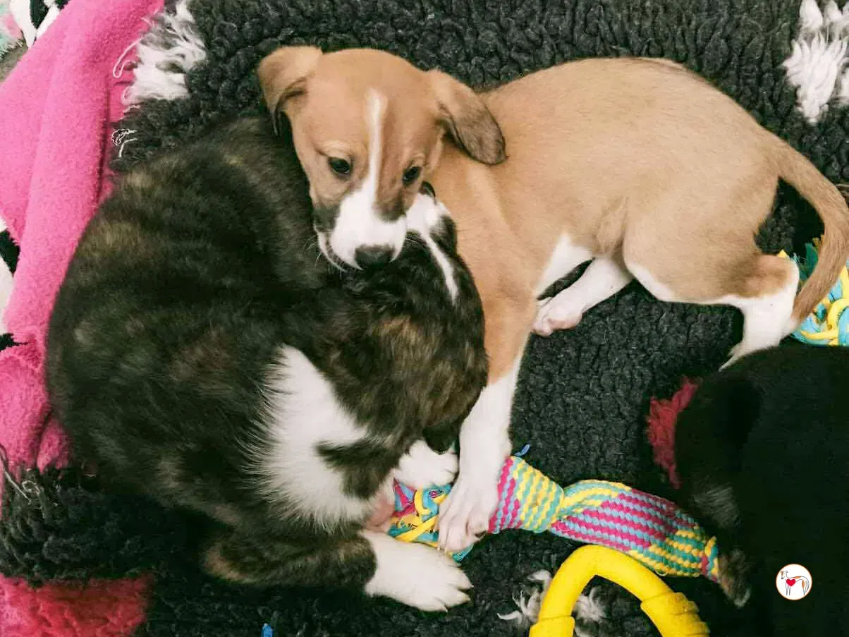 sheldon grey cucciolo adozione 7