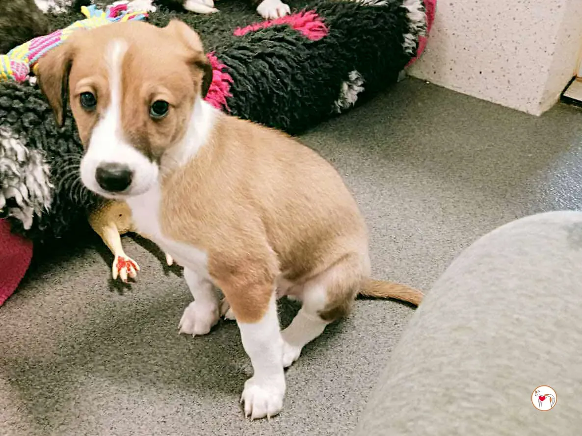 sheldon grey cucciolo adozione 8