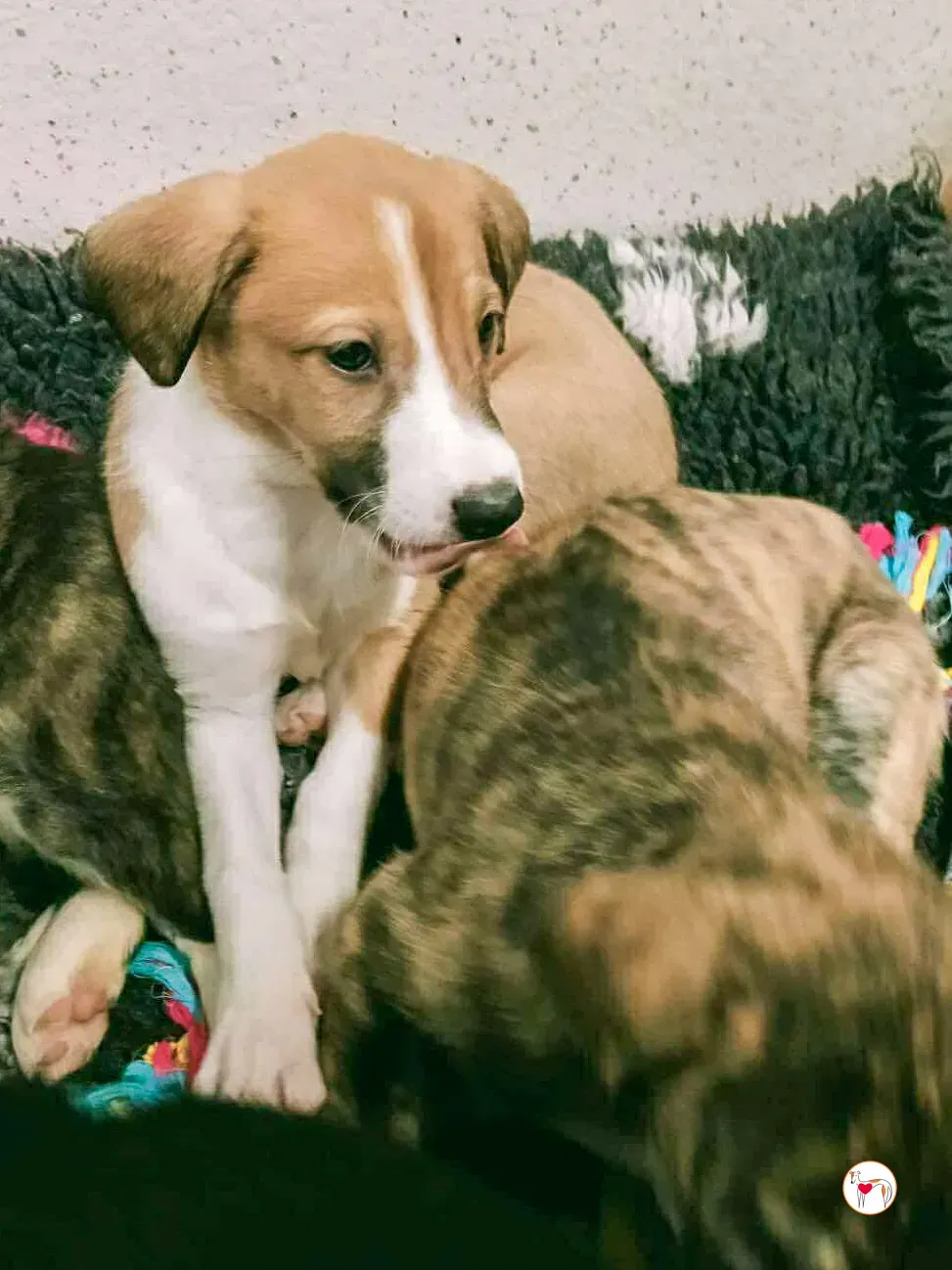 sheldon grey cucciolo adozione 9