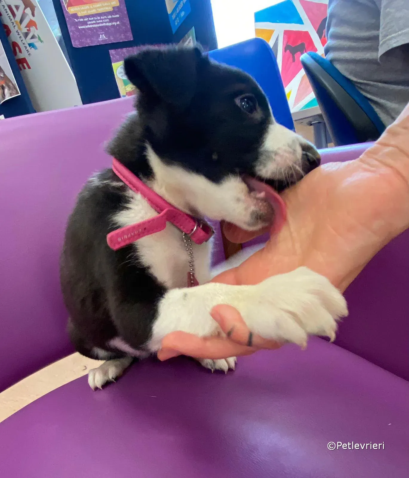 shelley adozione greyhound petlevrieri 01 1