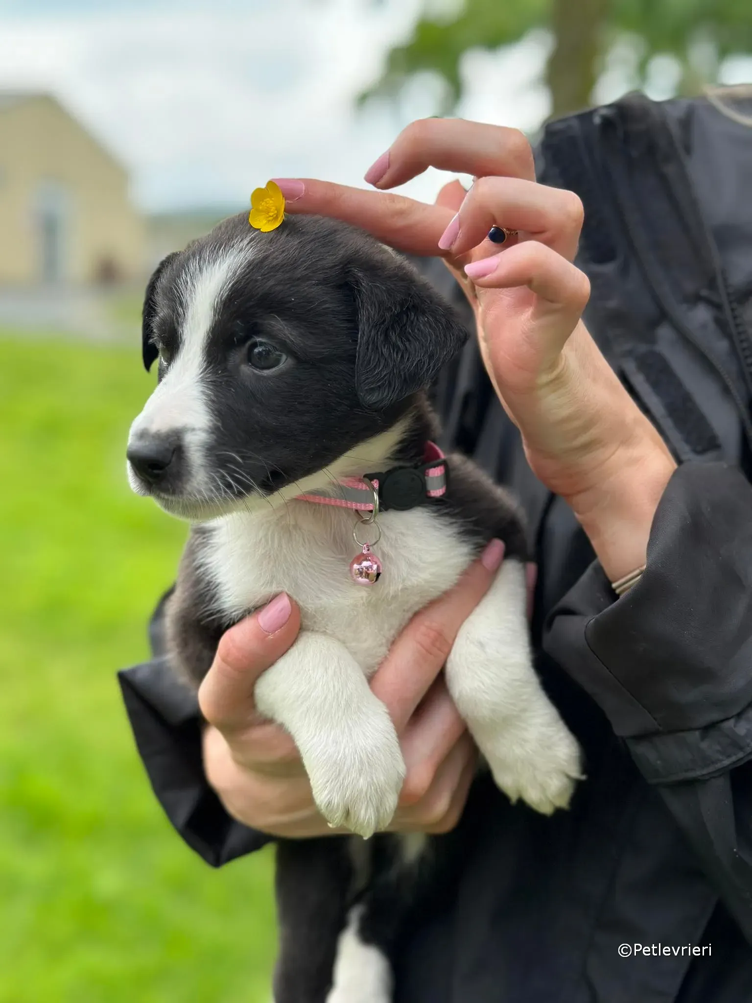 shelley adozione greyhound petlevrieri 01
