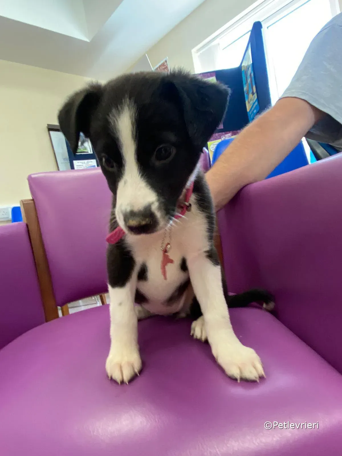 shelley adozione greyhound petlevrieri 02 1