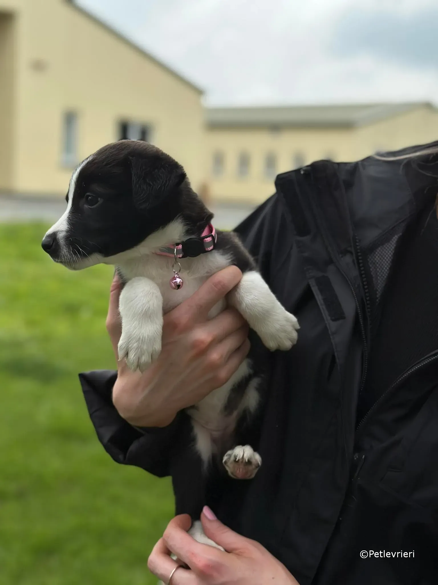 shelley adozione greyhound petlevrieri 02