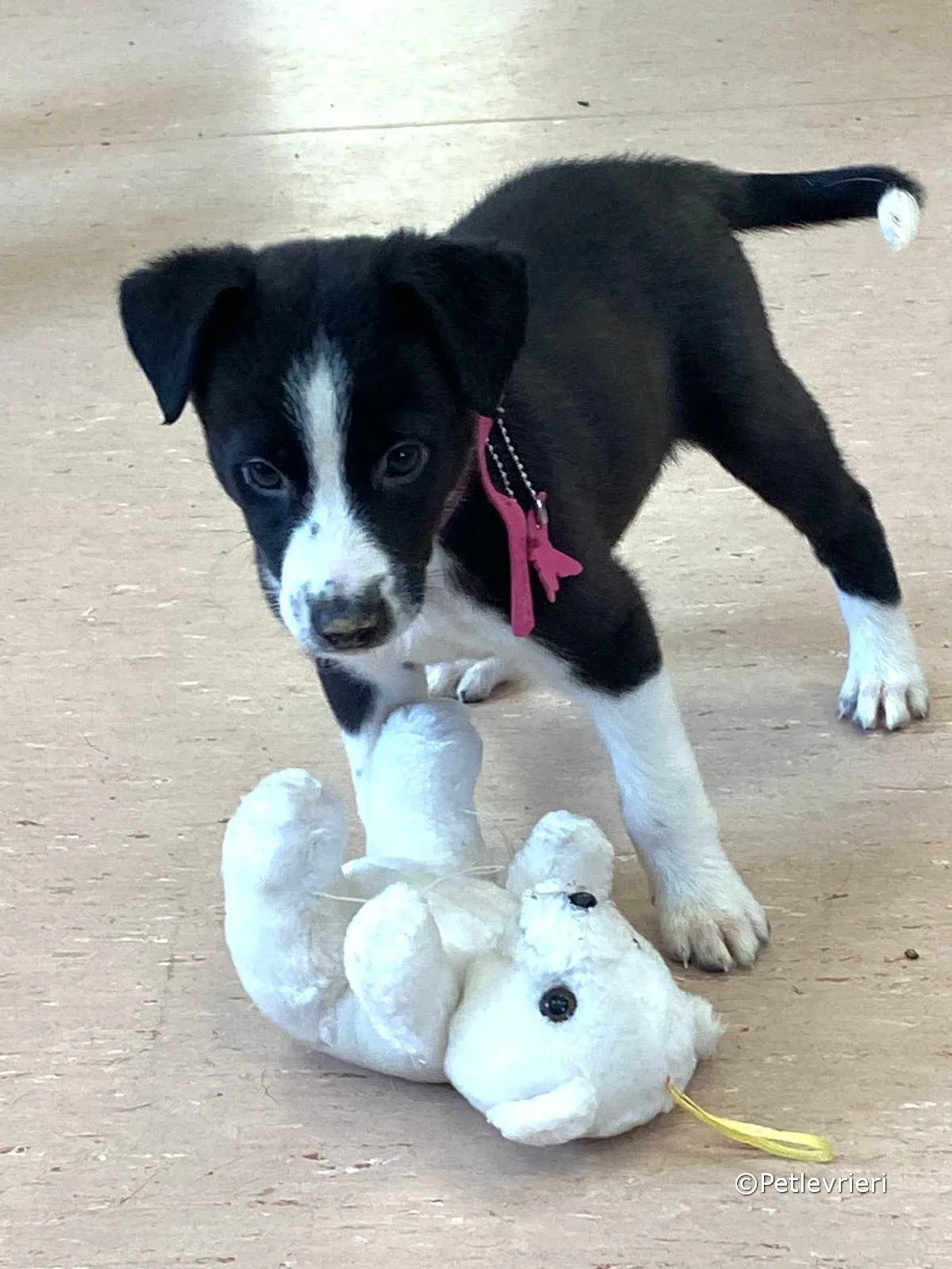 shelley adozione greyhound petlevrieri 03 1