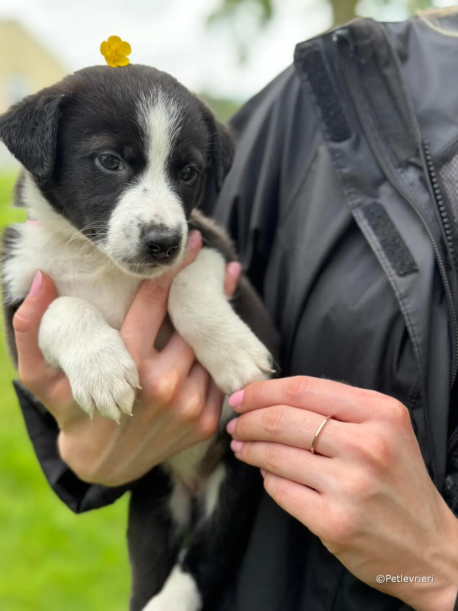 shelley adozione greyhound petlevrieri 03