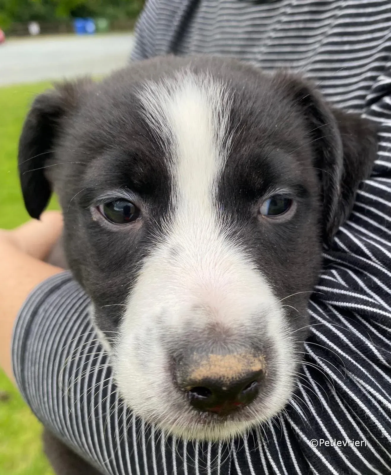 shelley adozione greyhound petlevrieri 04 1