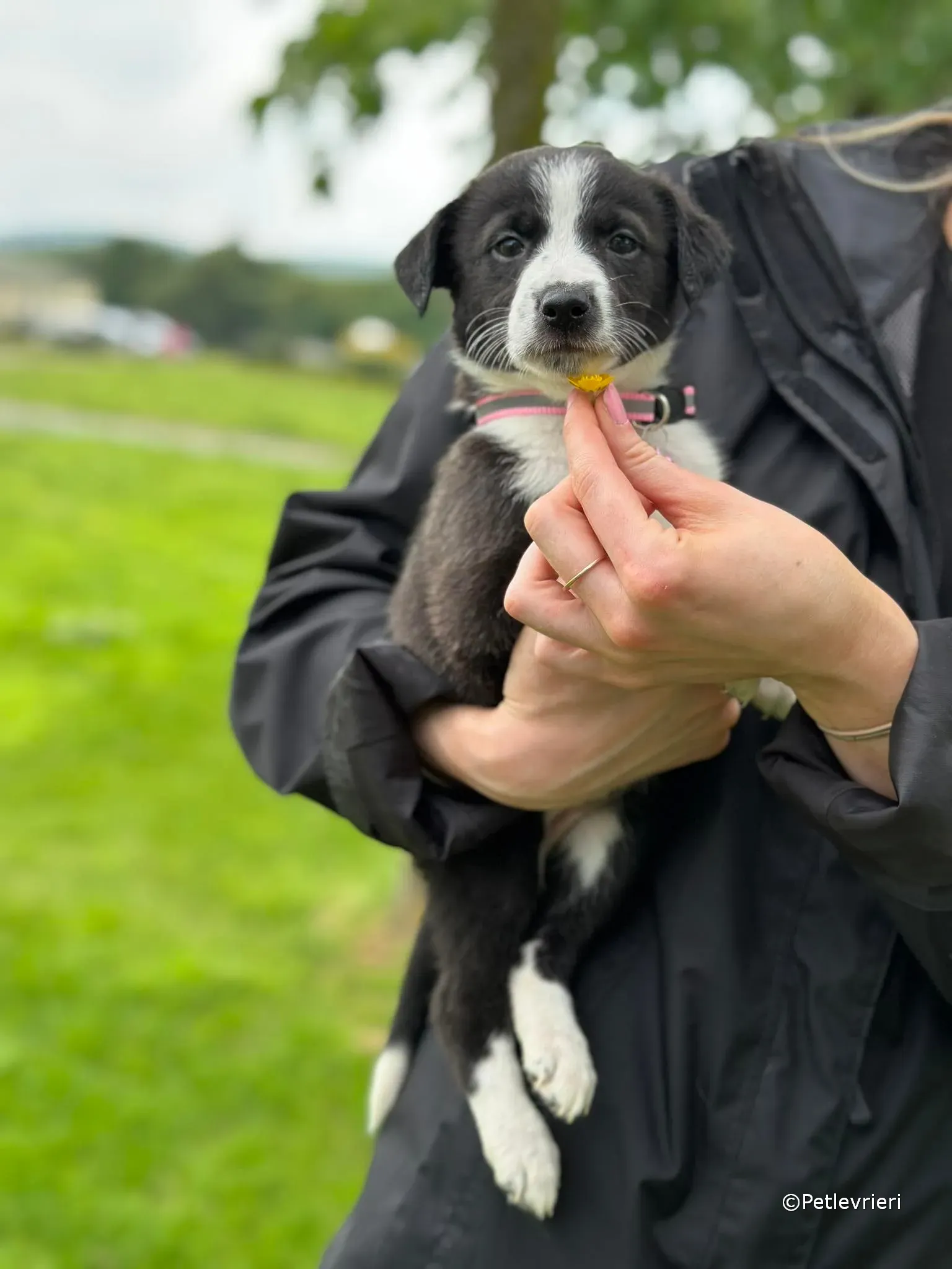 shelley adozione greyhound petlevrieri 04