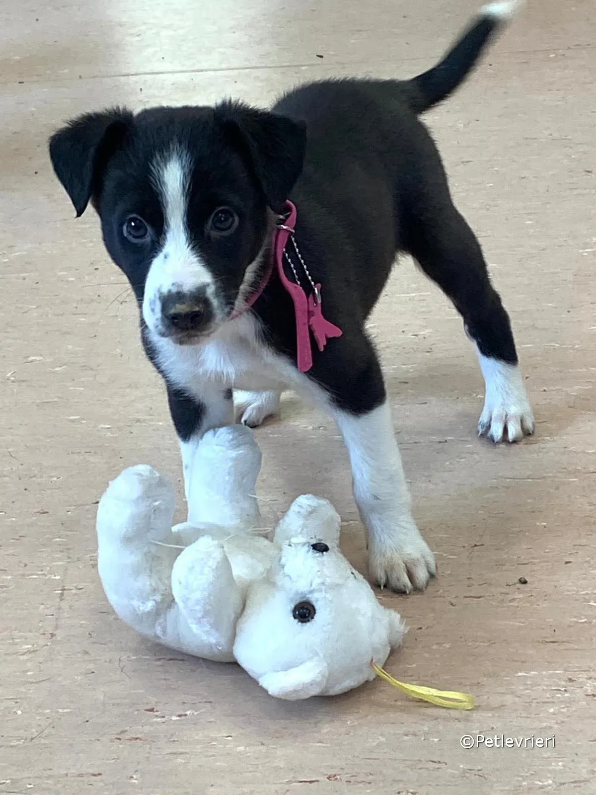 shelley adozione greyhound petlevrieri 05 1