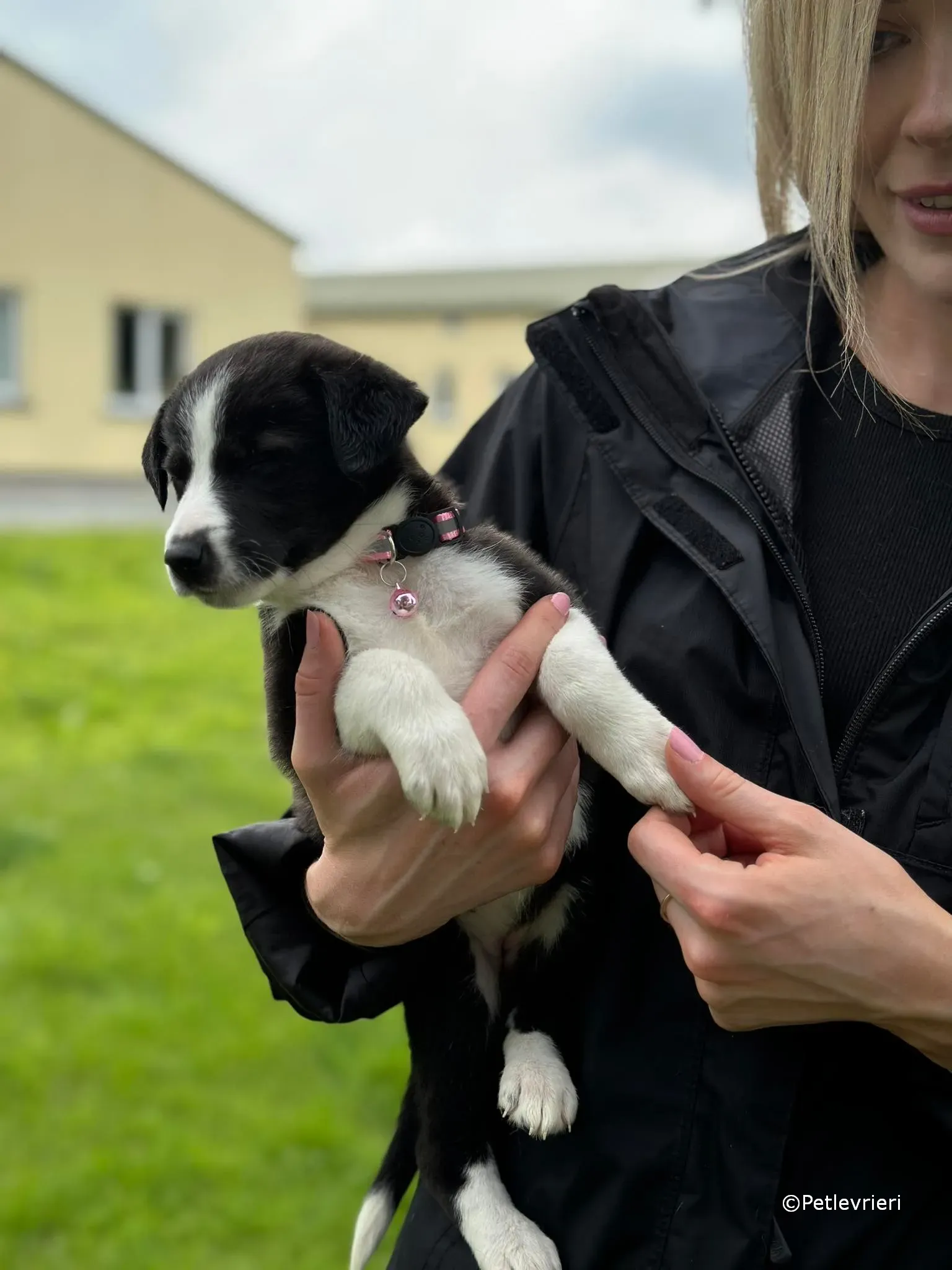 shelley adozione greyhound petlevrieri 05