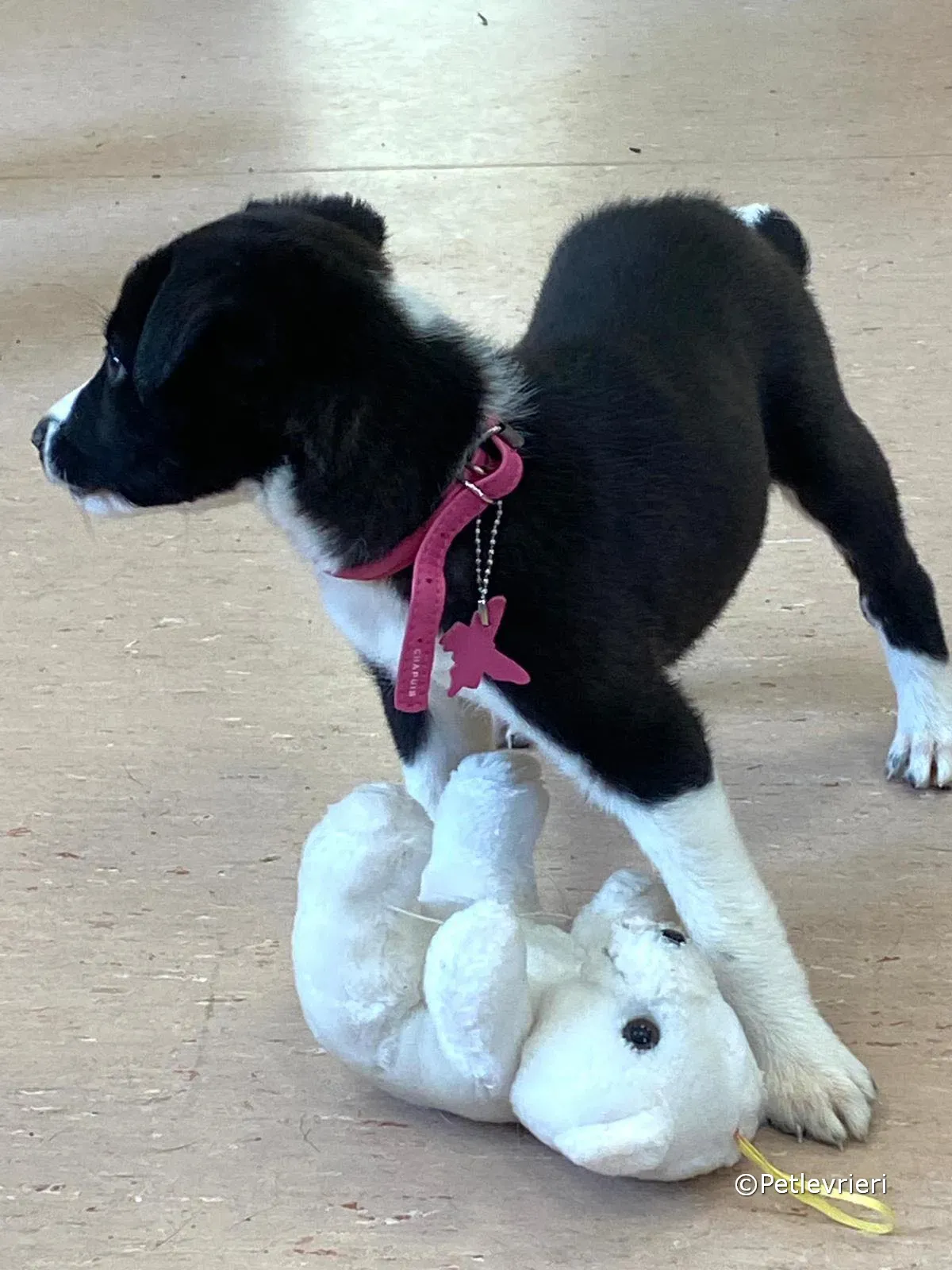 shelley adozione greyhound petlevrieri 06 1