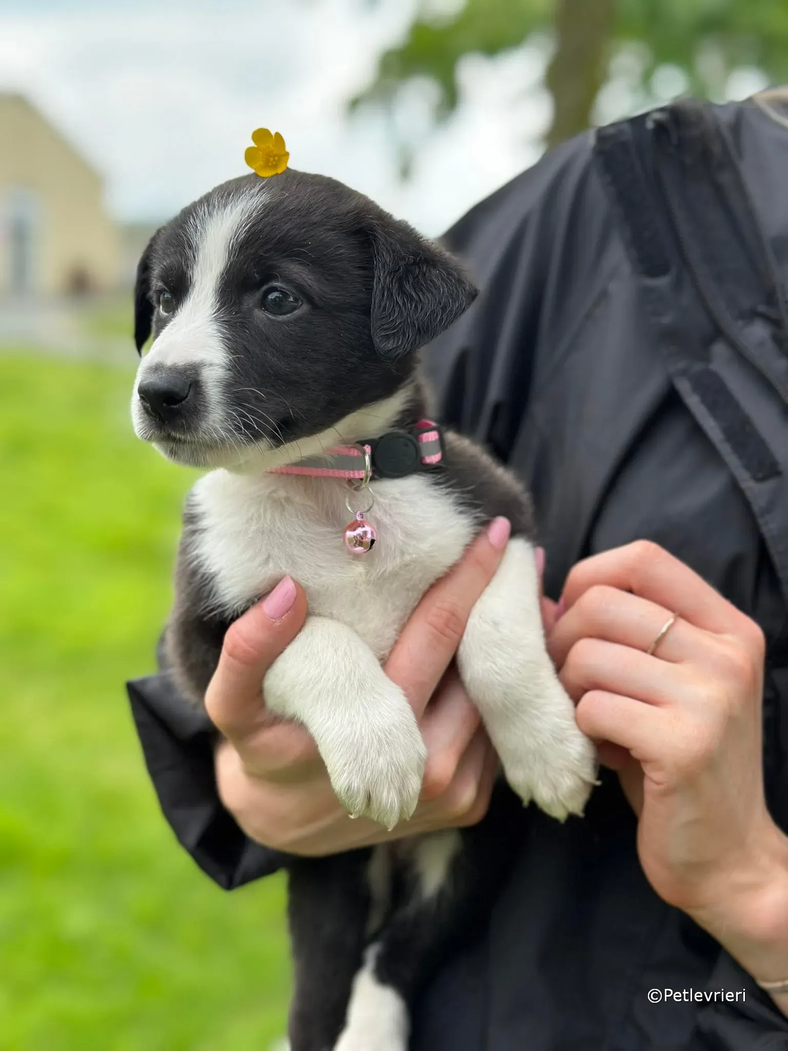 shelley adozione greyhound petlevrieri 06