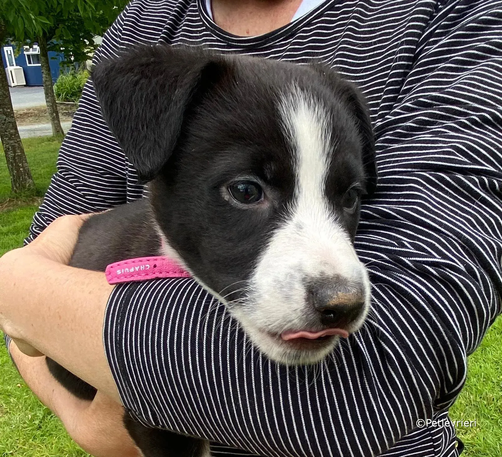 shelley adozione greyhound petlevrieri 07 1