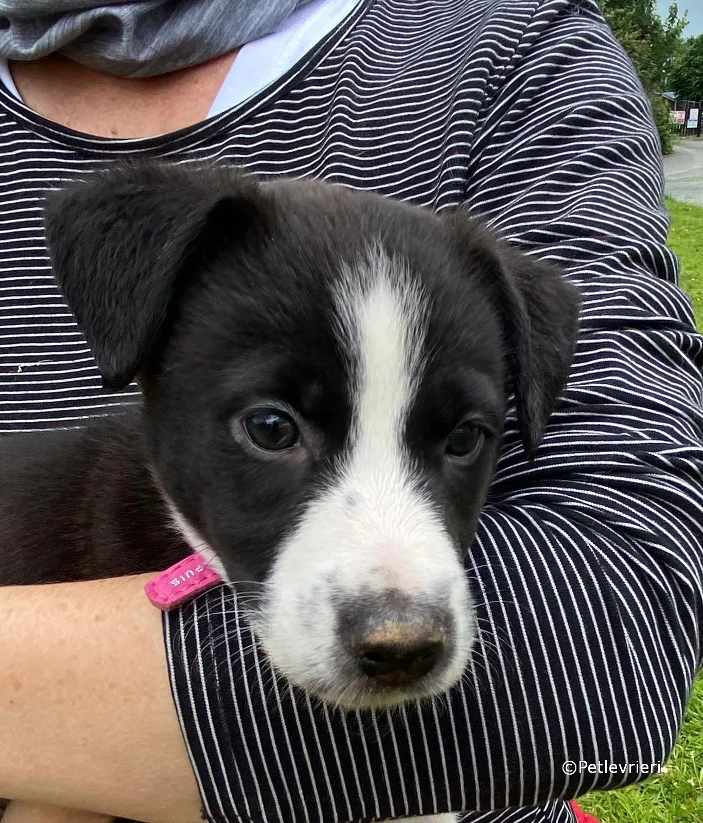 shelley adozione greyhound petlevrieri 08 1