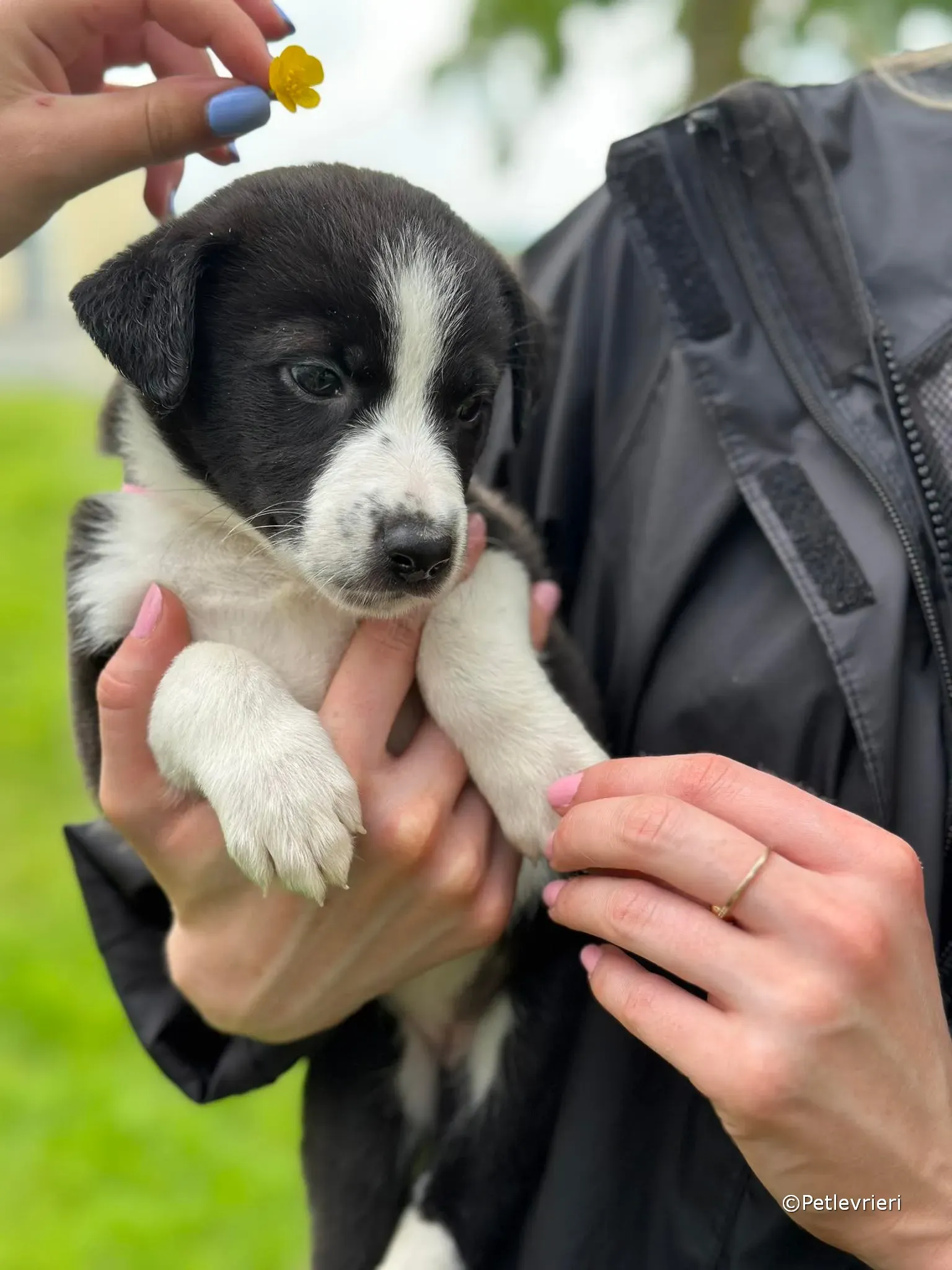 shelley adozione greyhound petlevrieri 08