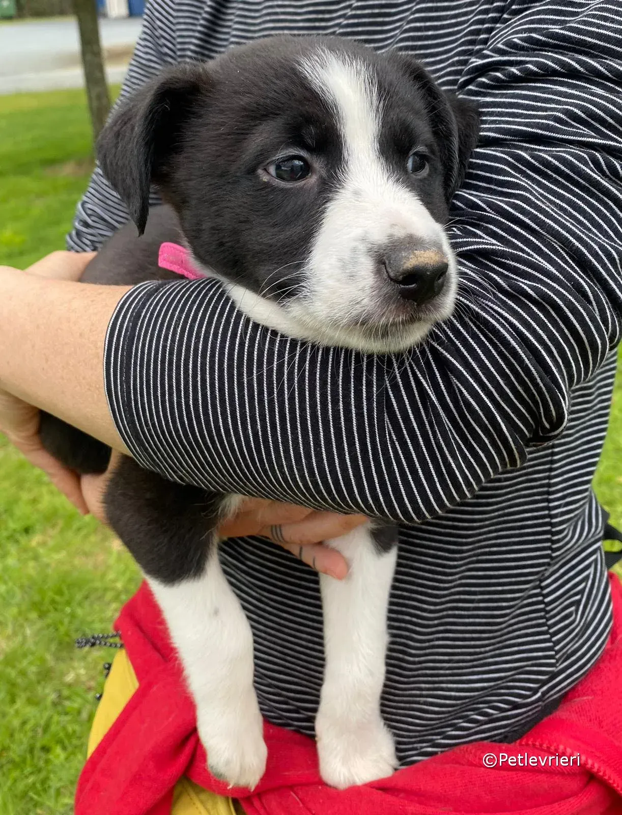 shelley adozione greyhound petlevrieri 09 1