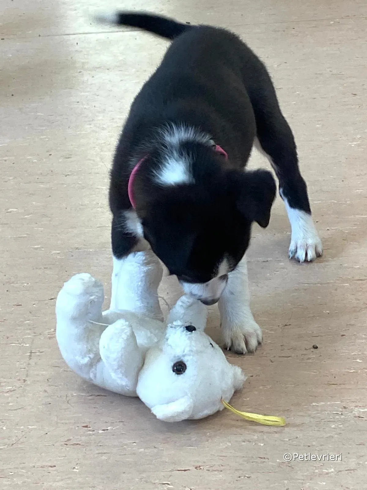 shelley adozione greyhound petlevrieri 10 1