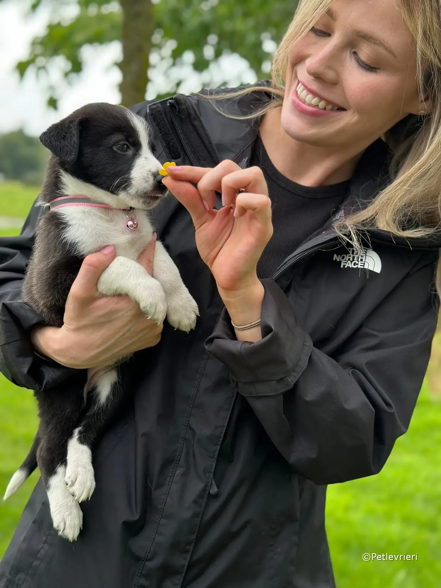 shelley adozione greyhound petlevrieri 10