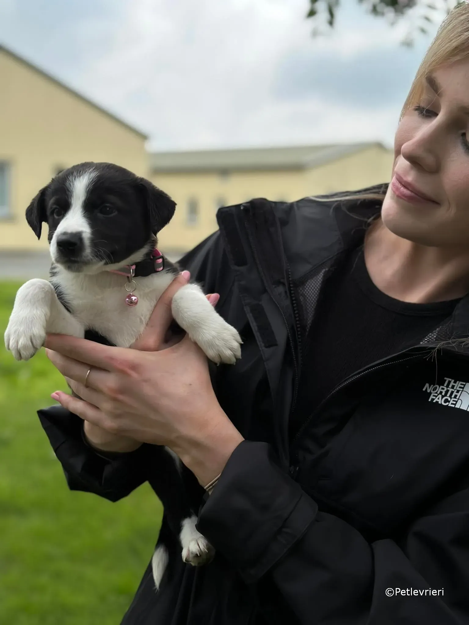 shelley adozione greyhound petlevrieri 11