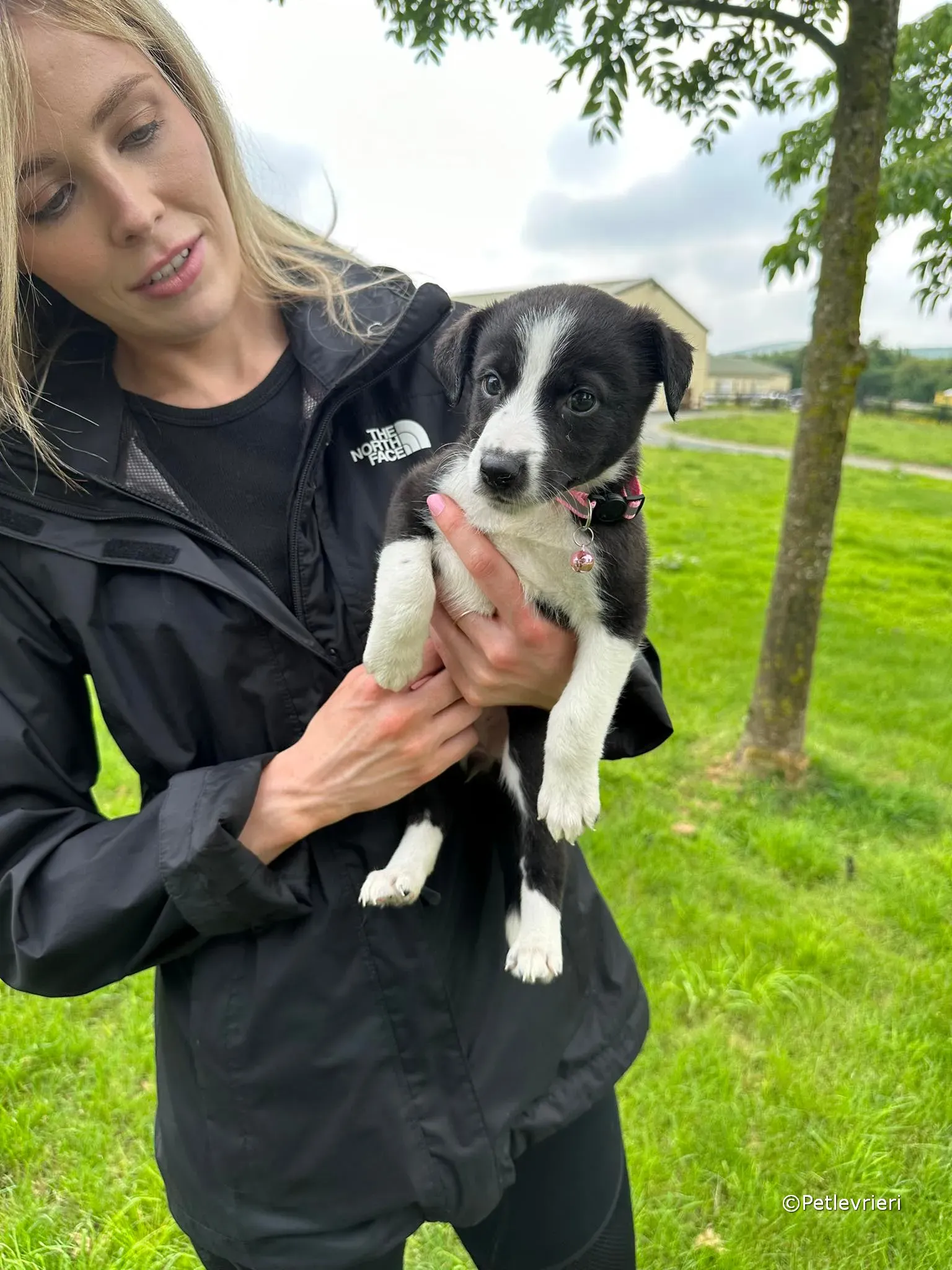 shelley adozione greyhound petlevrieri 12