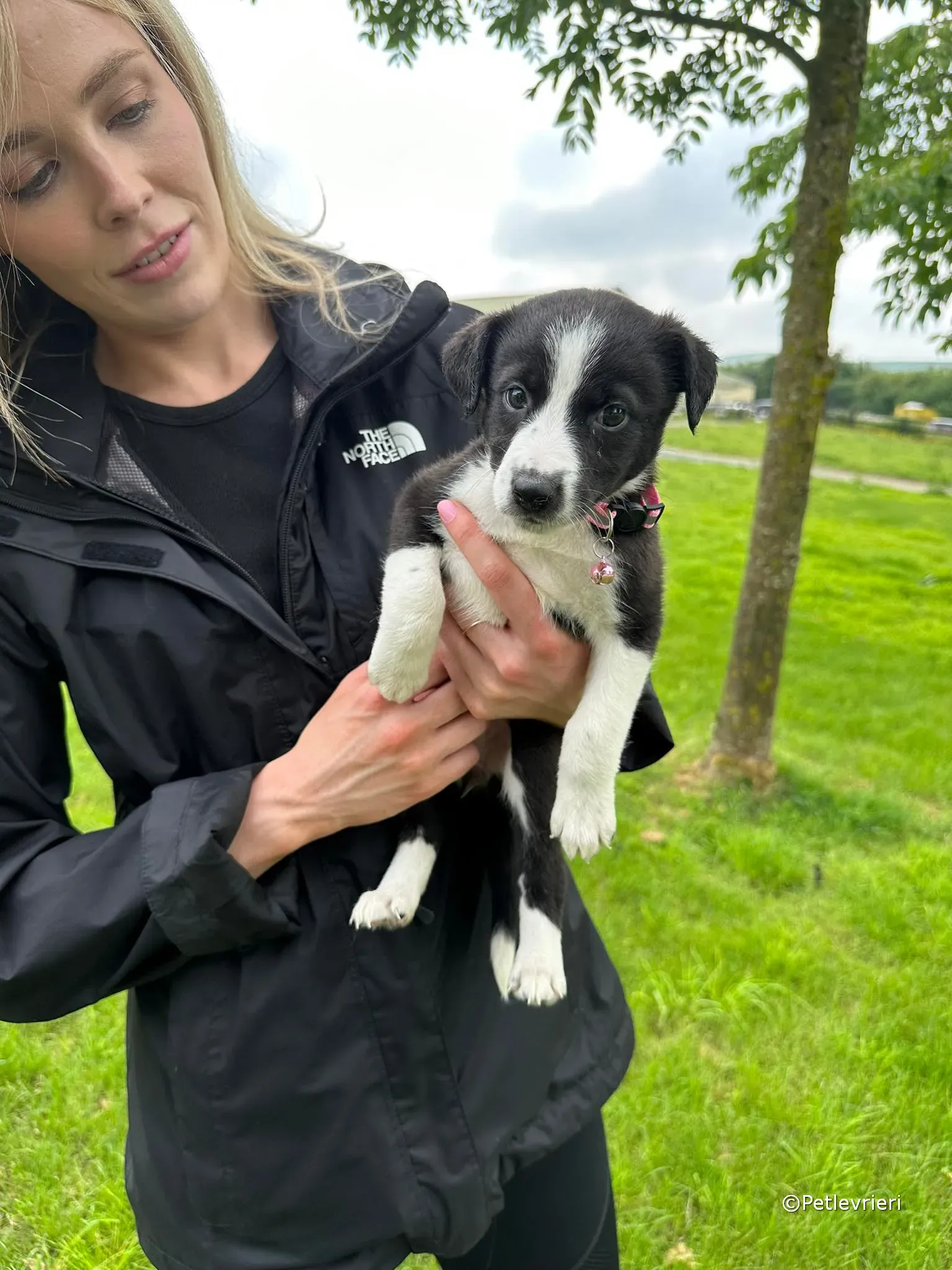 shelley adozione greyhound petlevrieri 14