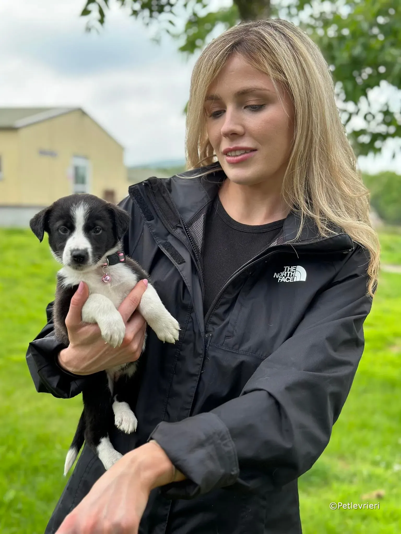 shelley adozione greyhound petlevrieri 17