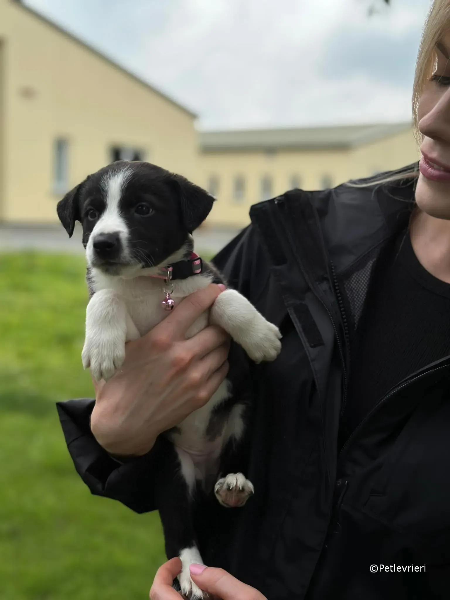 shelley adozione greyhound petlevrieri 18