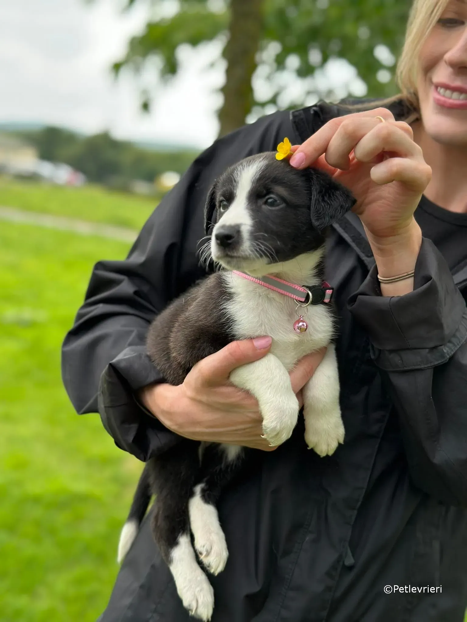 shelley adozione greyhound petlevrieri 20