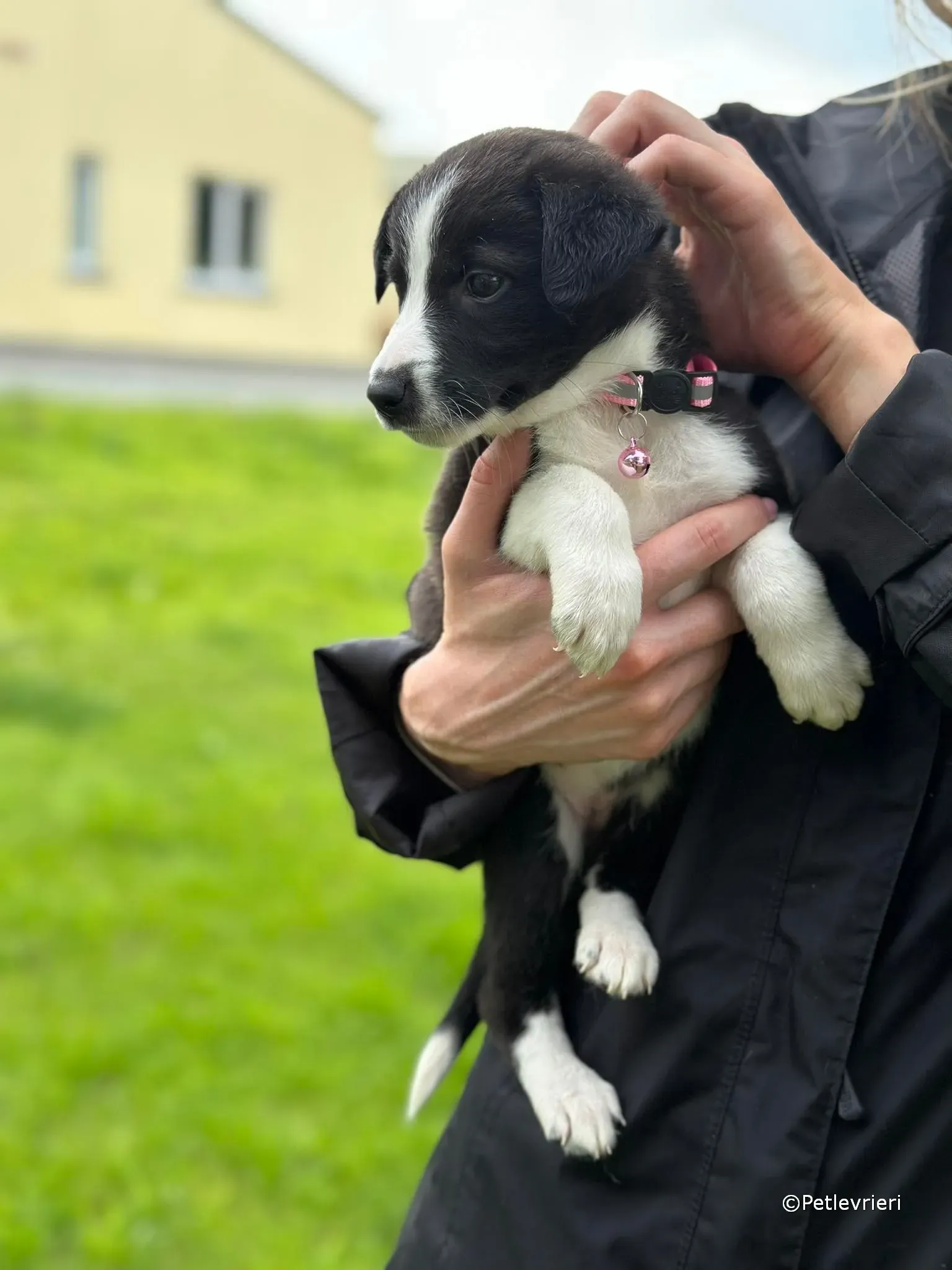 shelley adozione greyhound petlevrieri 21