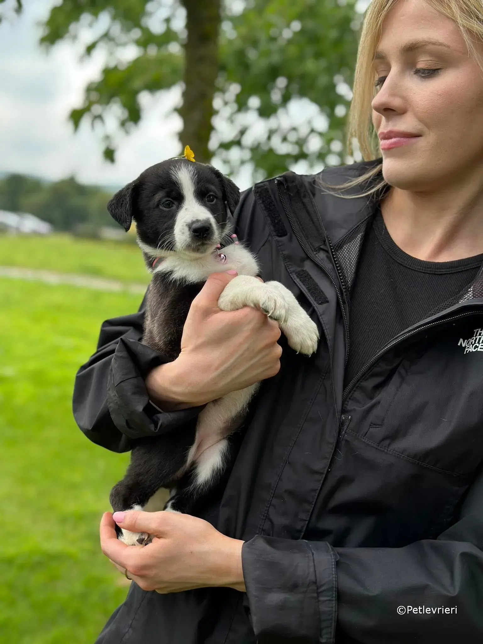 shelley adozione greyhound petlevrieri 22