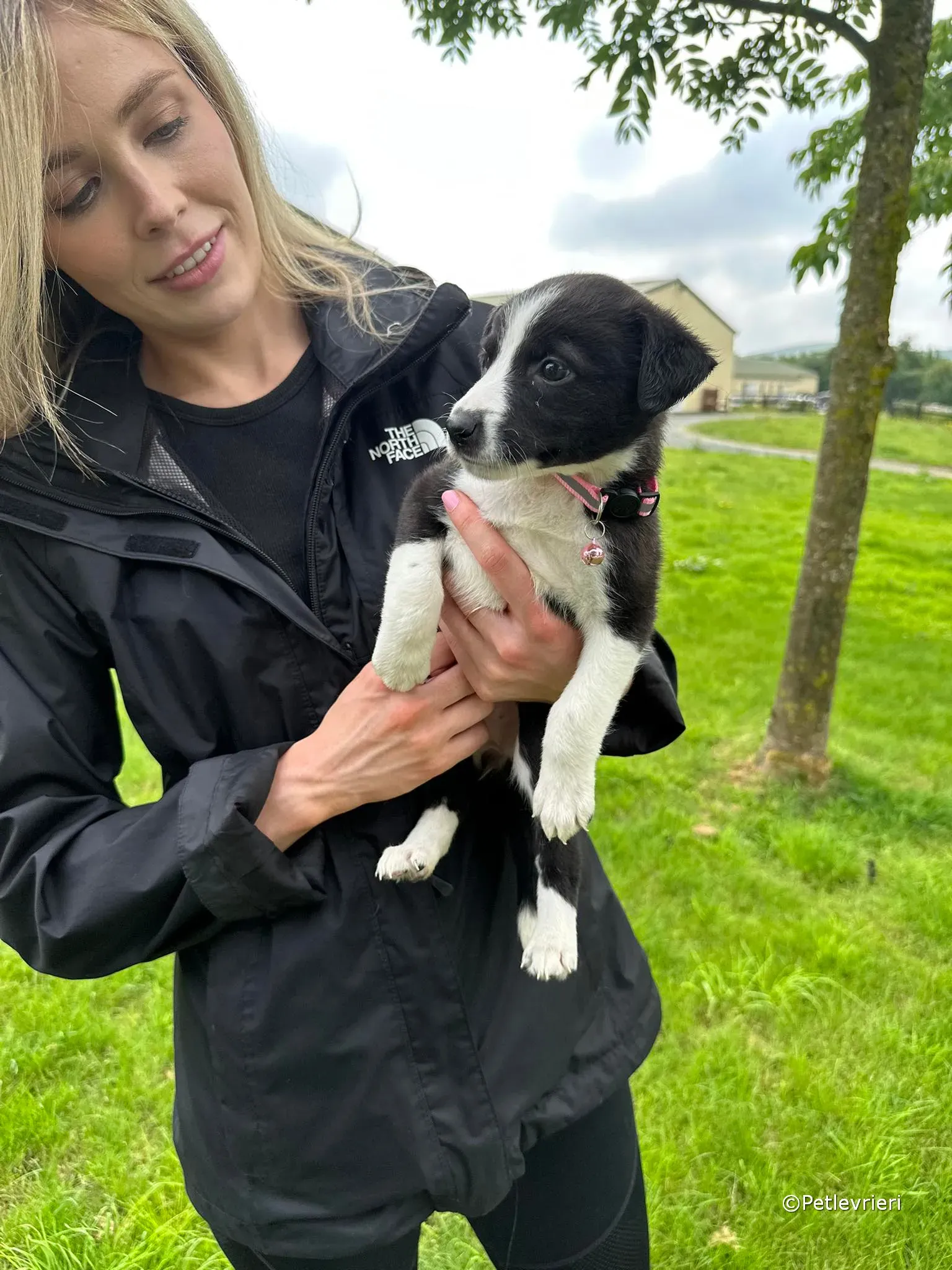 shelley adozione greyhound petlevrieri 23