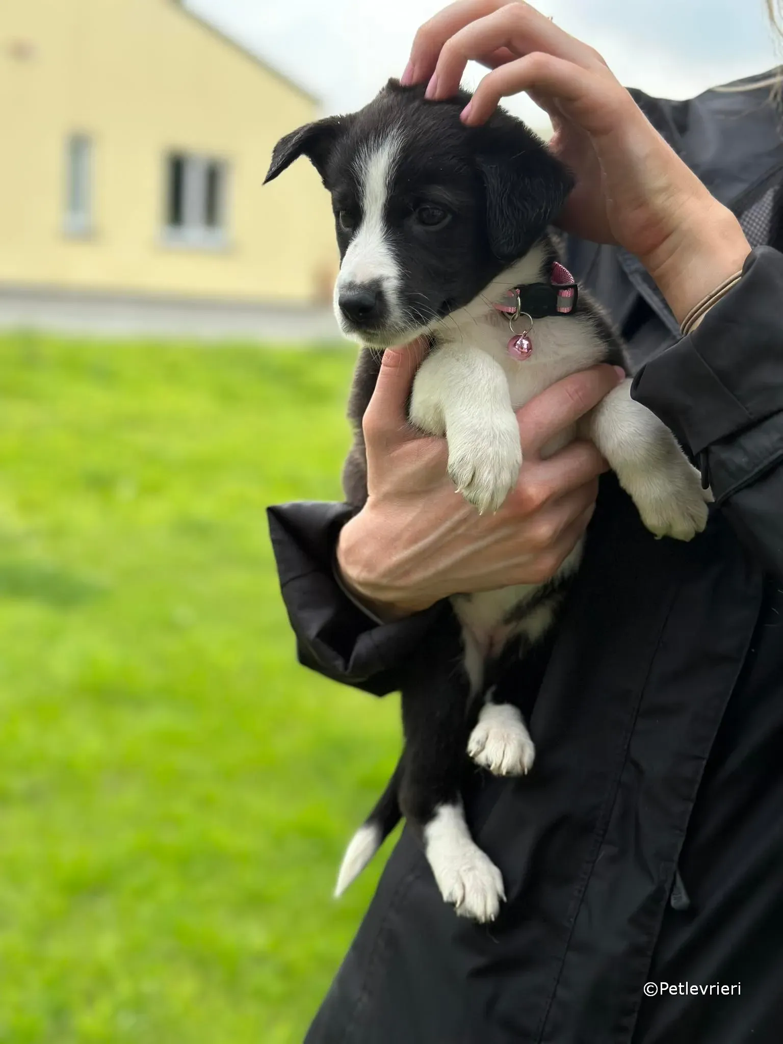 shelley adozione greyhound petlevrieri 24