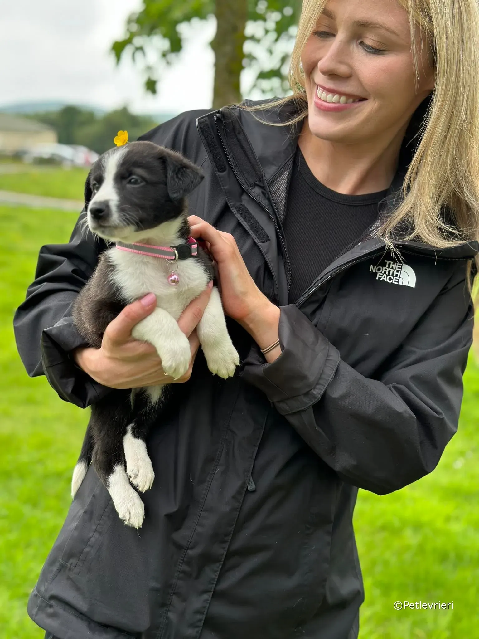 shelley adozione greyhound petlevrieri 26