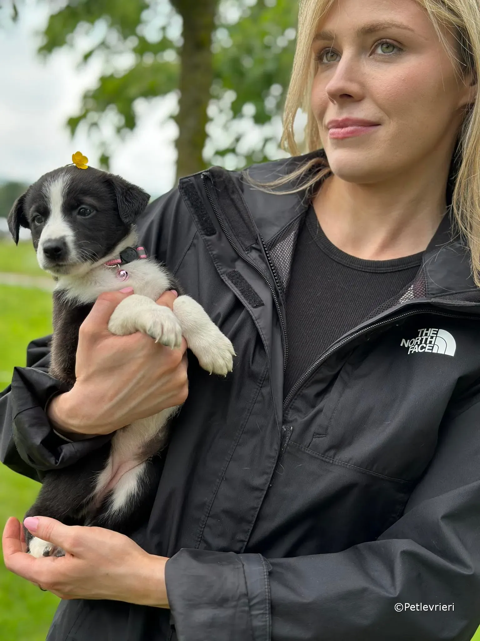 shelley adozione greyhound petlevrieri 28