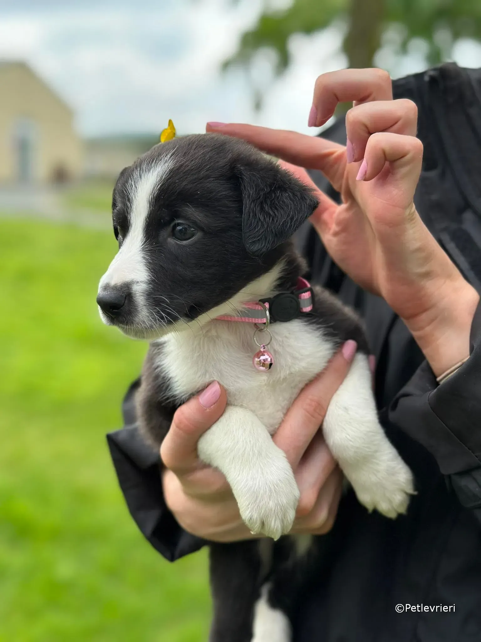 shelley adozione greyhound petlevrieri 29