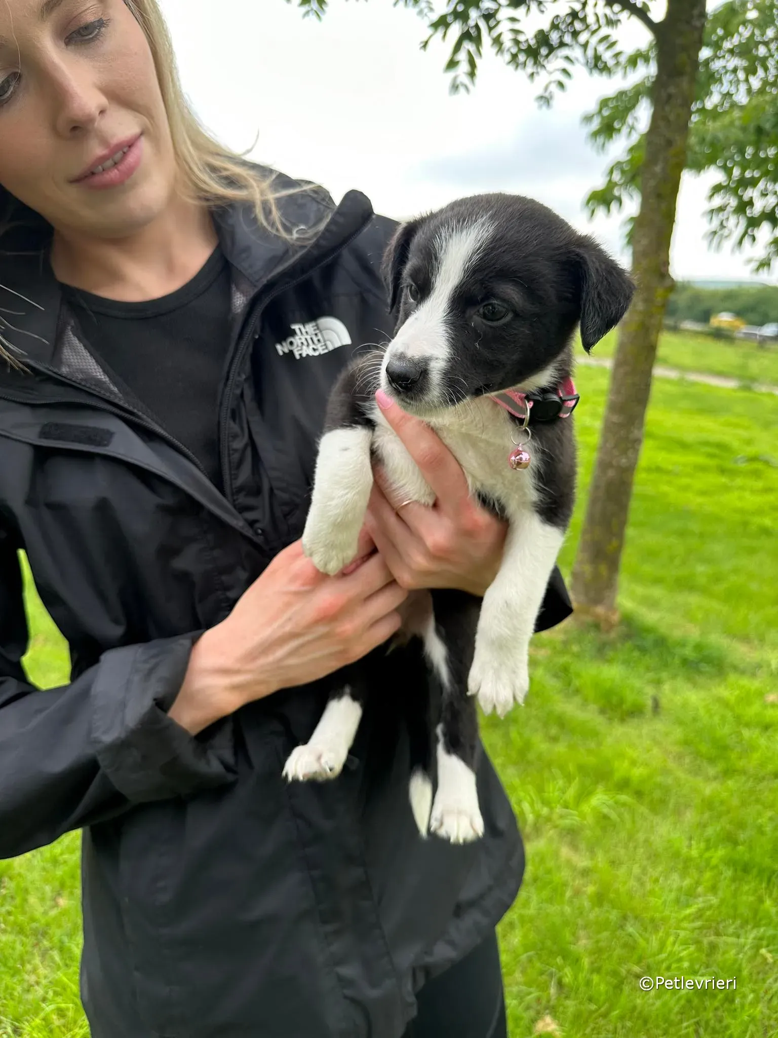 shelley adozione greyhound petlevrieri 30