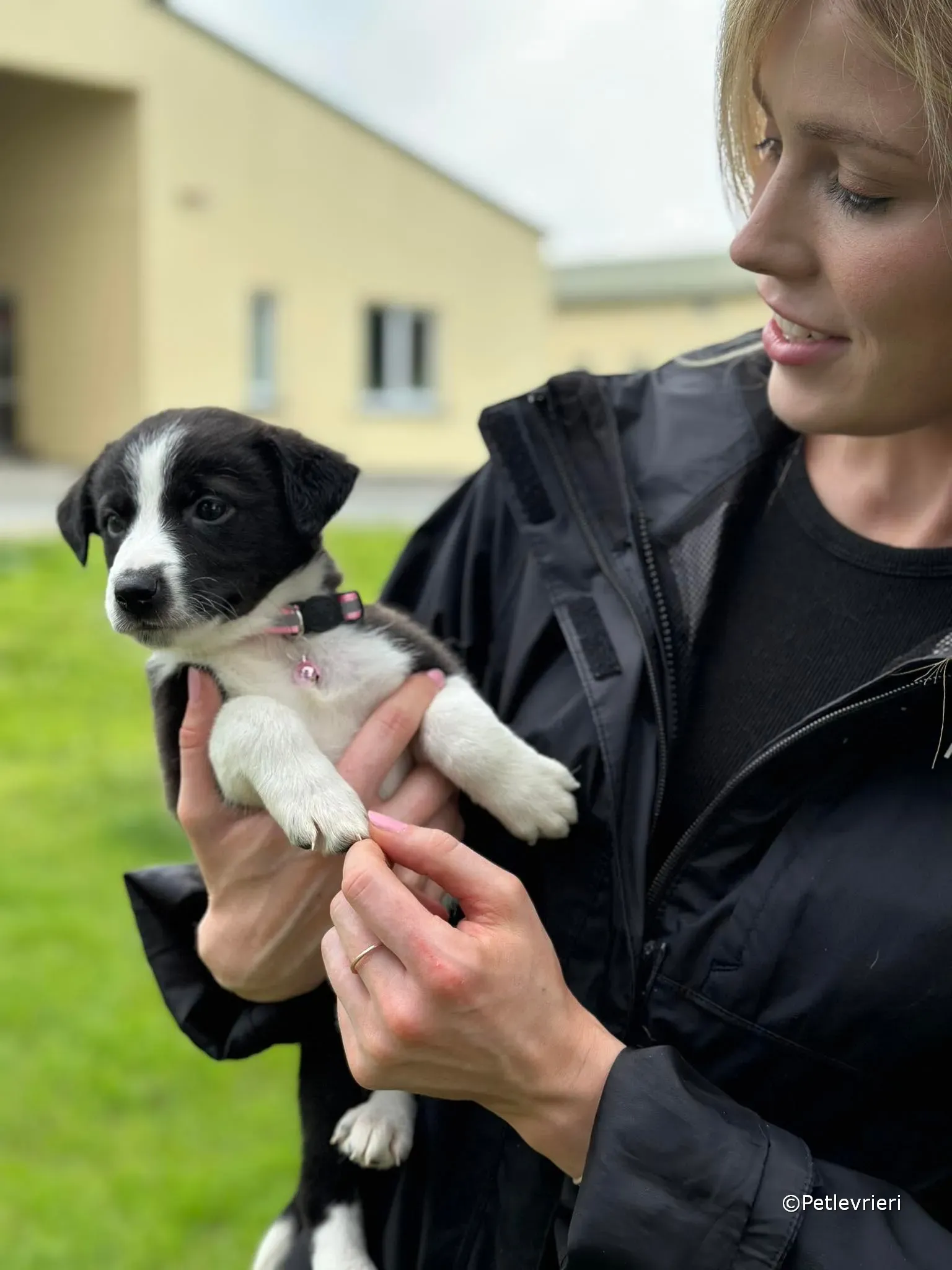 shelley adozione greyhound petlevrieri 31