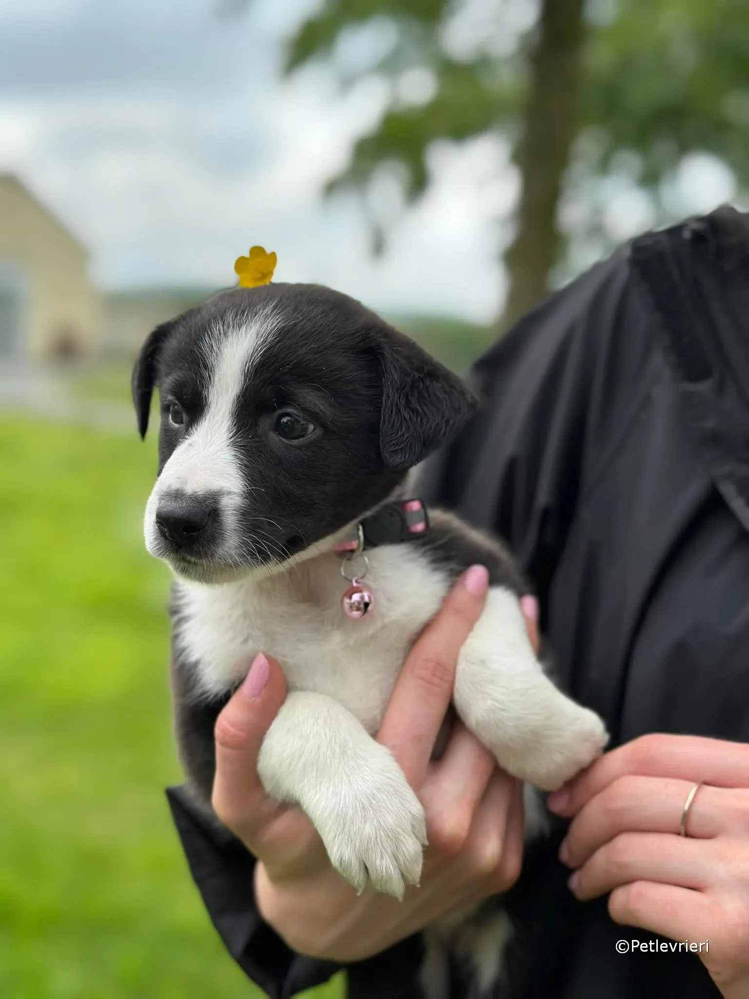 shelley adozione greyhound petlevrieri 32