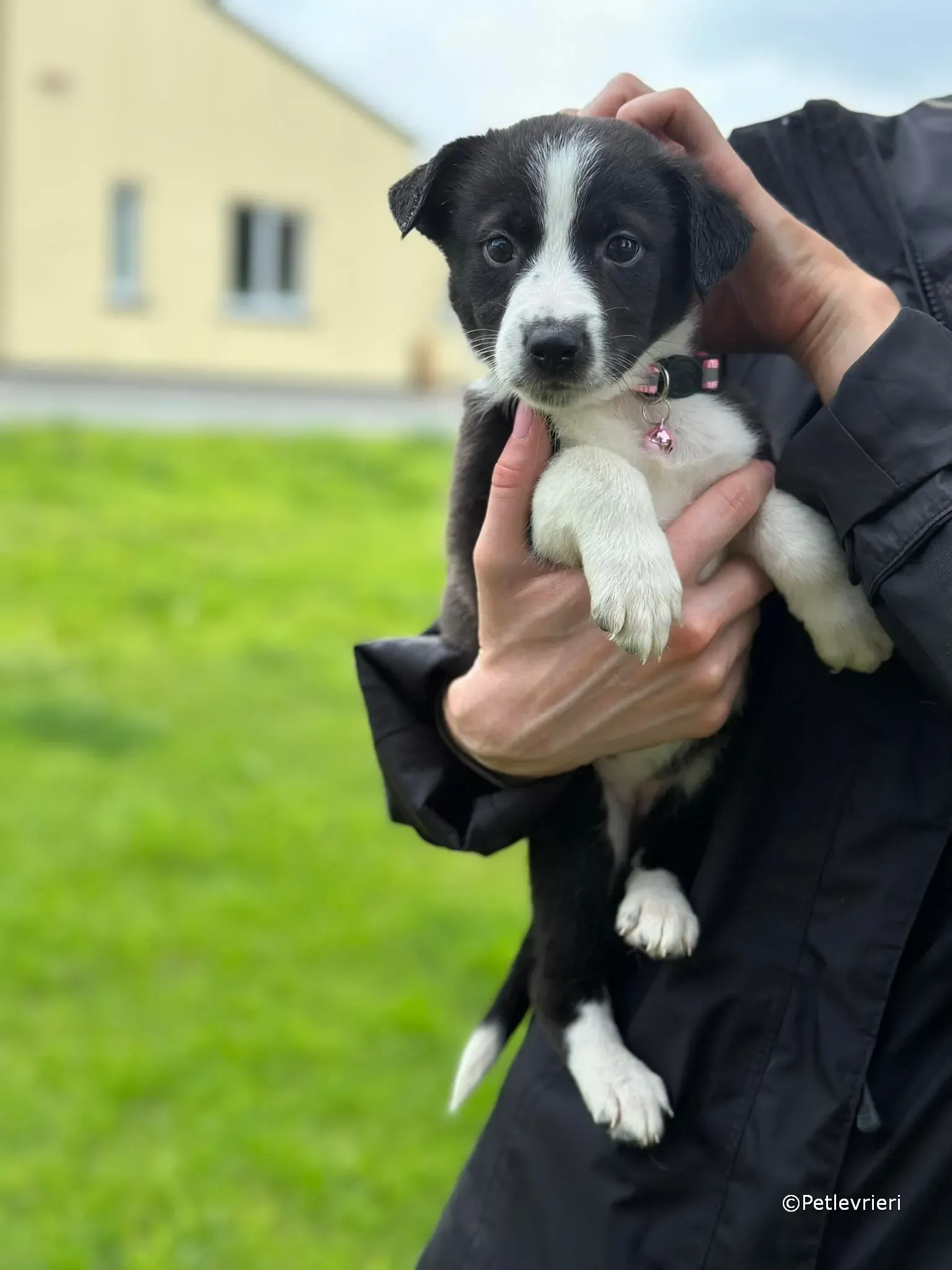 shelley adozione greyhound petlevrieri 33
