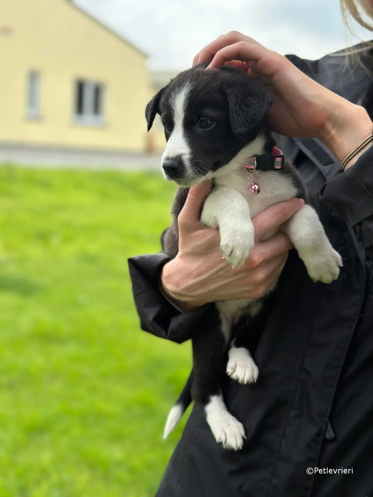 shelley adozione greyhound petlevrieri 34