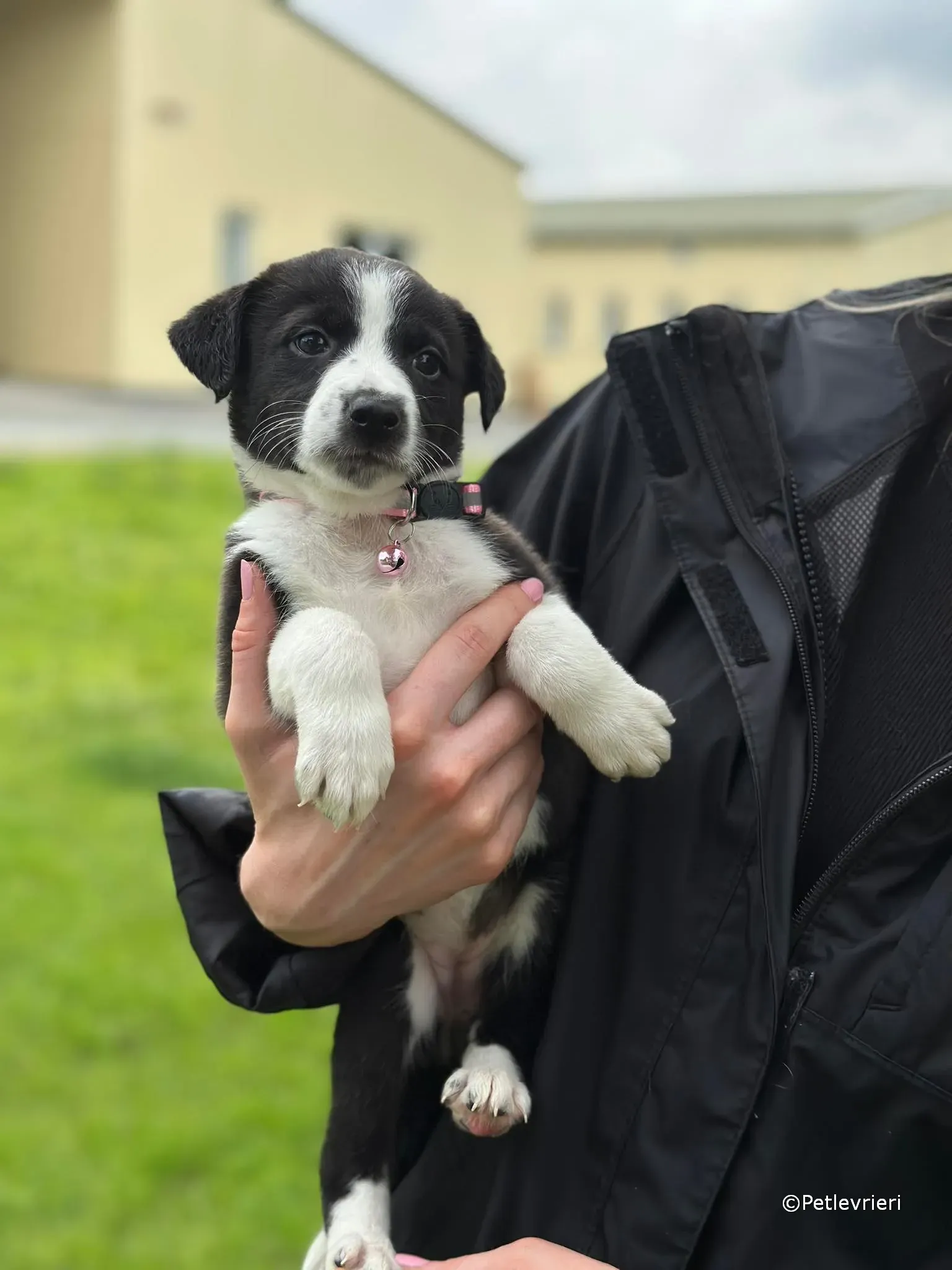shelley adozione greyhound petlevrieri 35