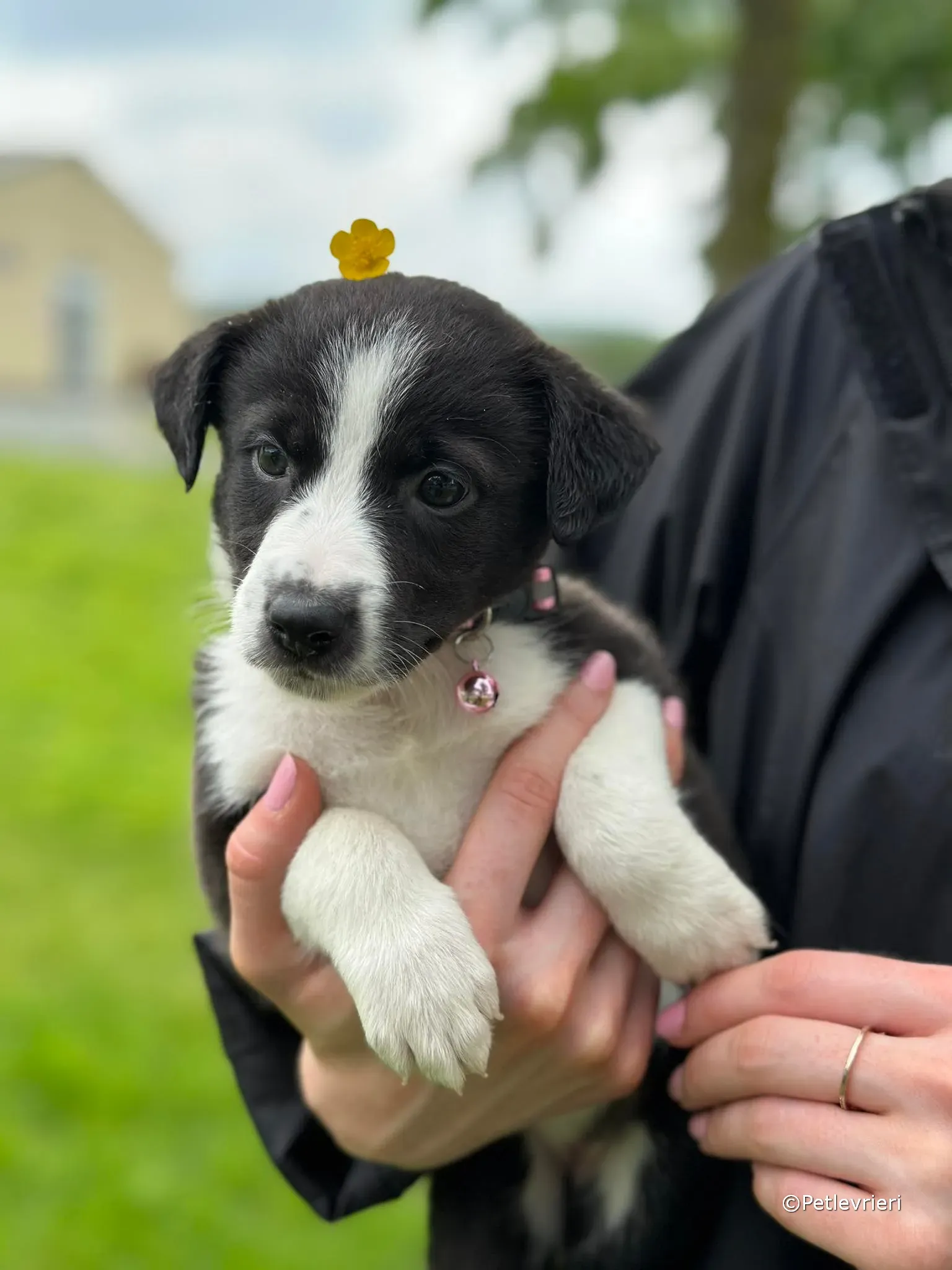 shelley adozione greyhound petlevrieri 36