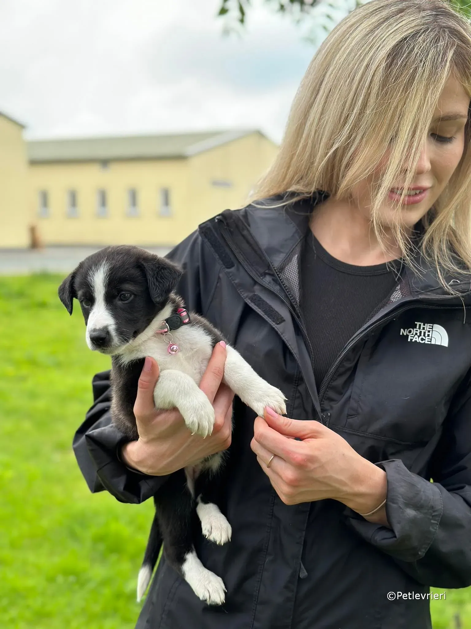 shelley adozione greyhound petlevrieri 38