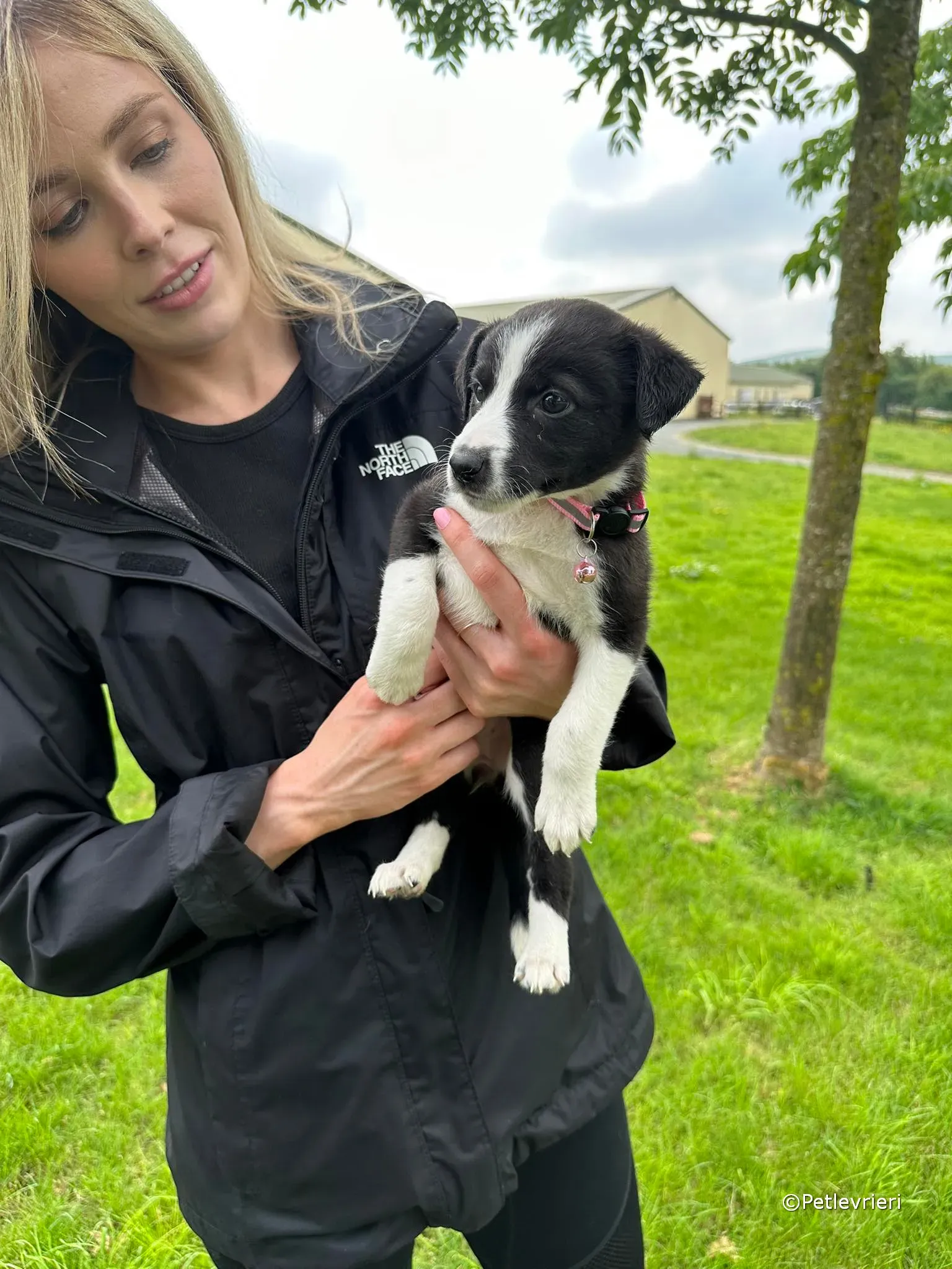 shelley adozione greyhound petlevrieri 39