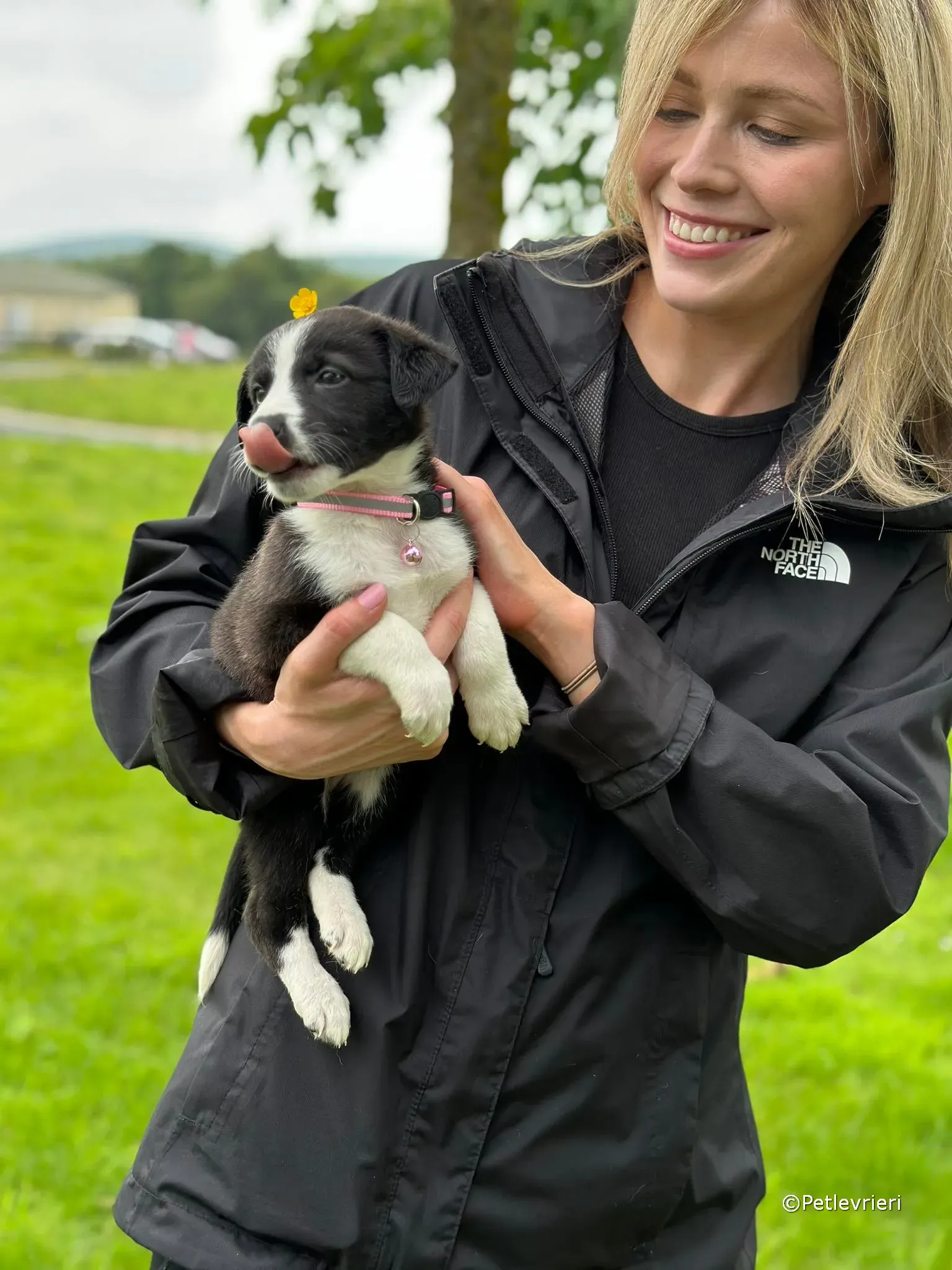 shelley adozione greyhound petlevrieri 40