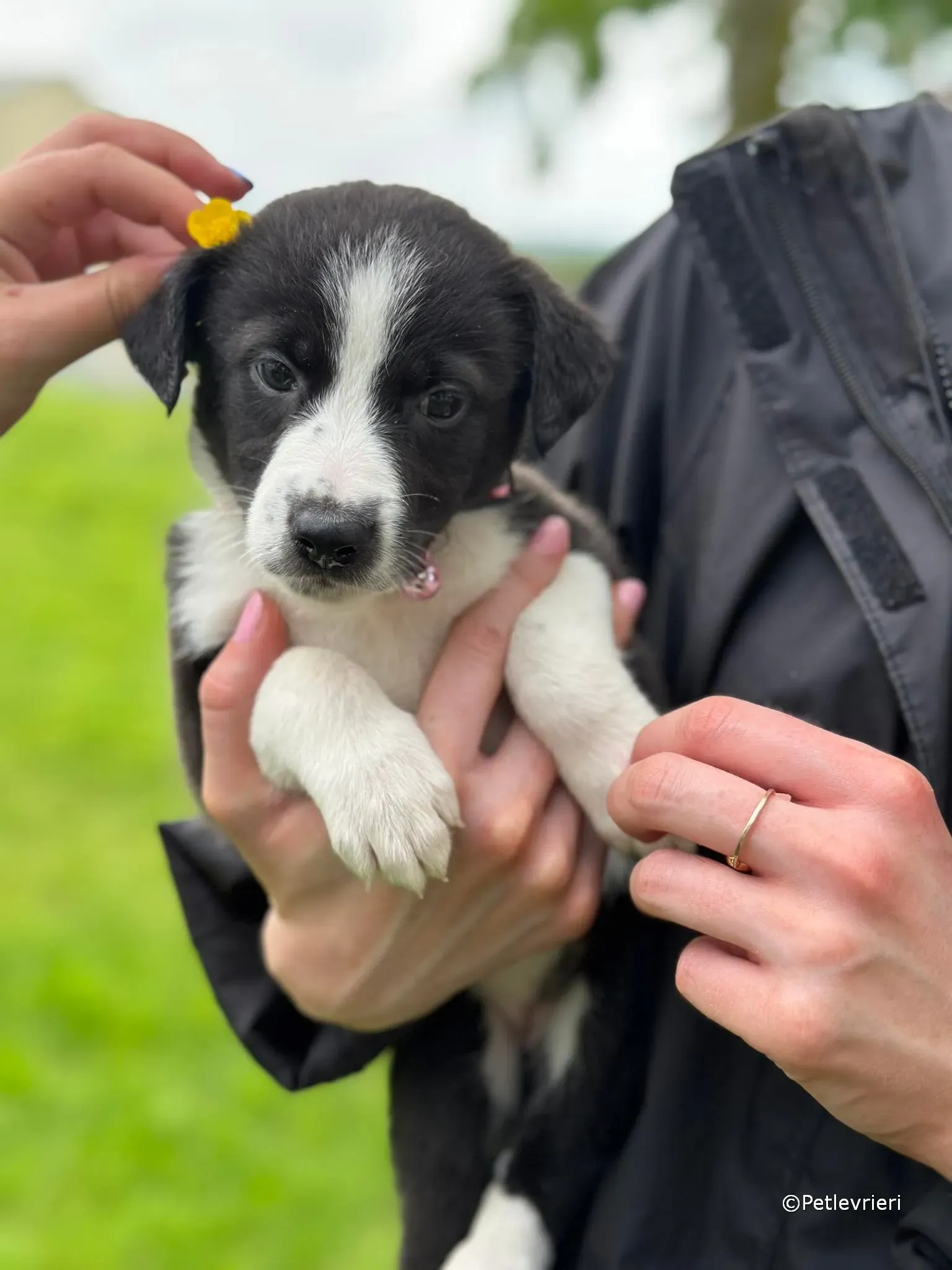 shelley adozione greyhound petlevrieri 41
