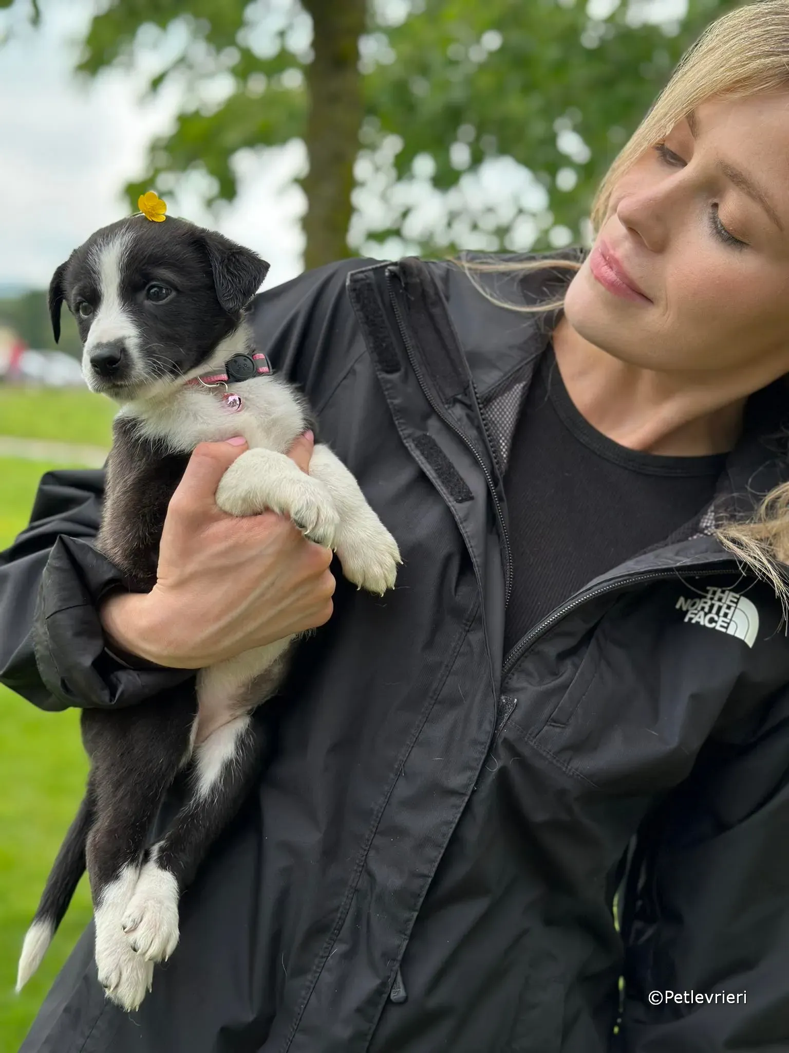 shelley adozione greyhound petlevrieri 42