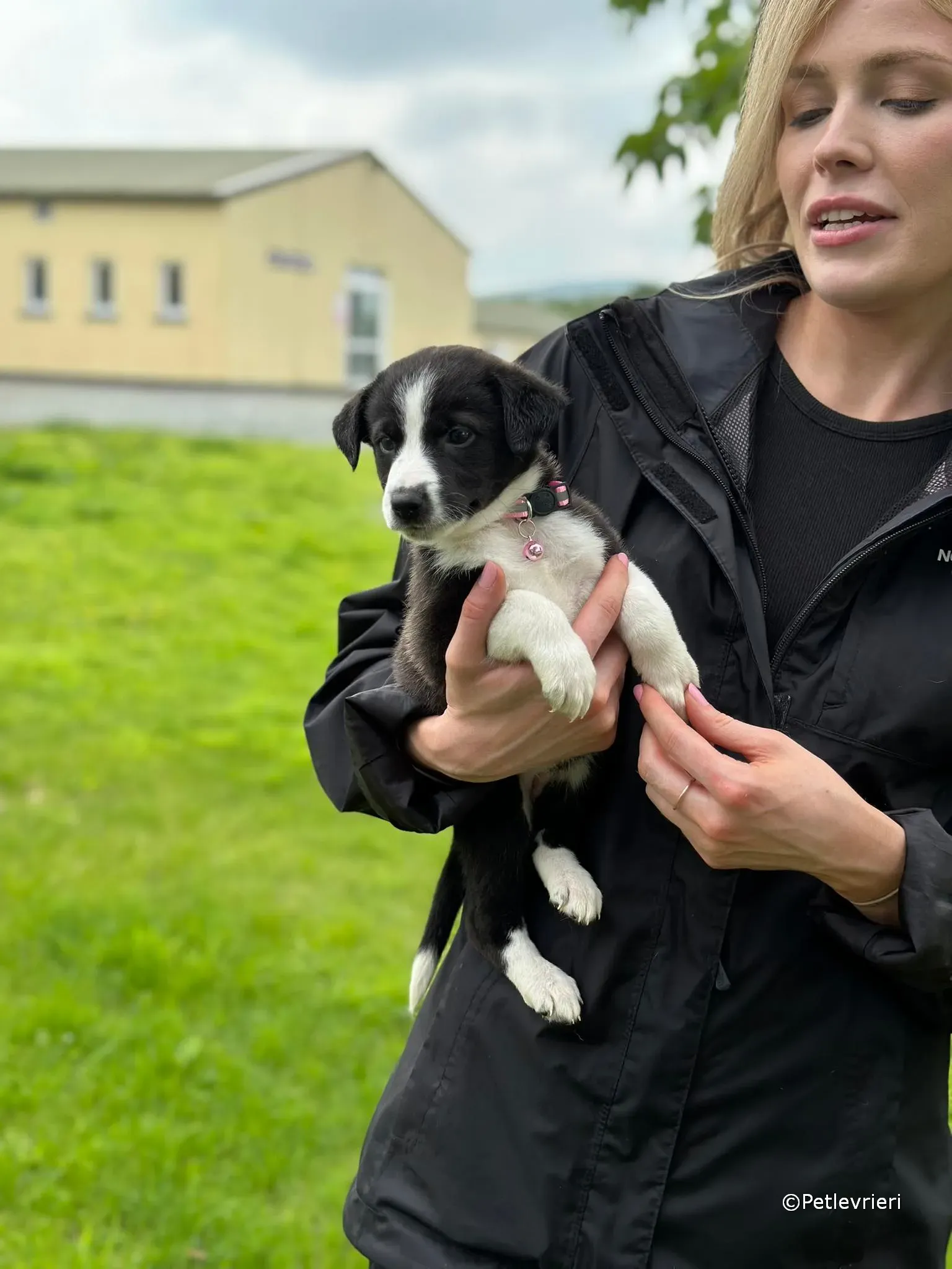 shelley adozione greyhound petlevrieri 43
