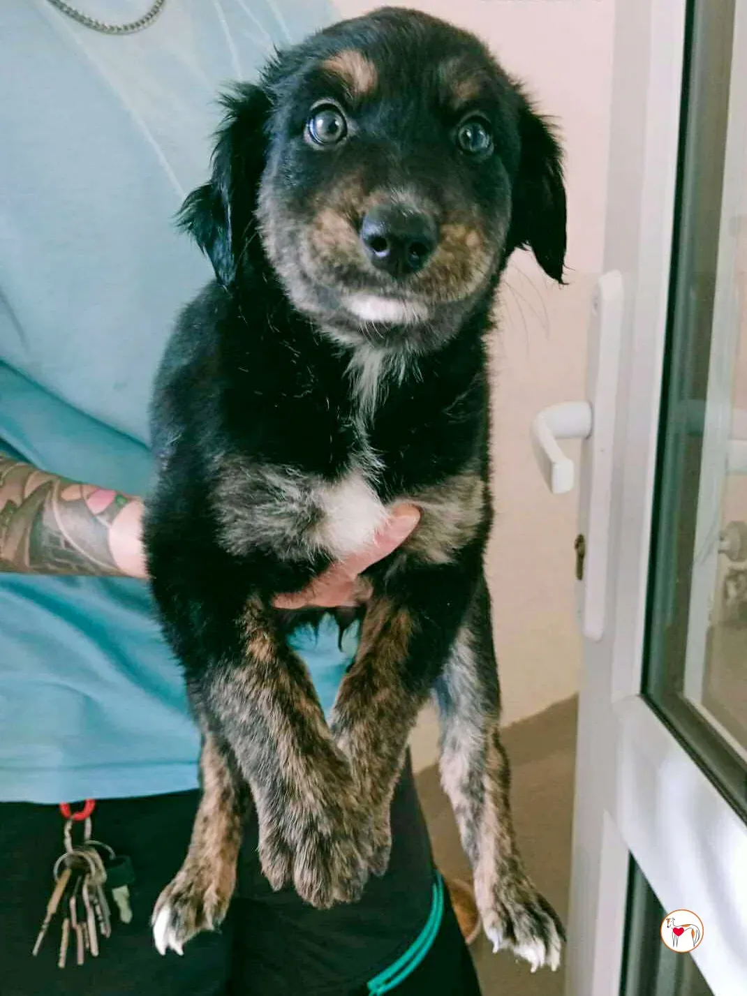 shiloh grey cucciolo adozione 1